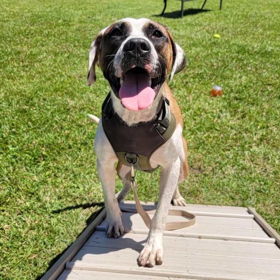 Fenway, ADOPTABLE, Young Male Mixed Breed.