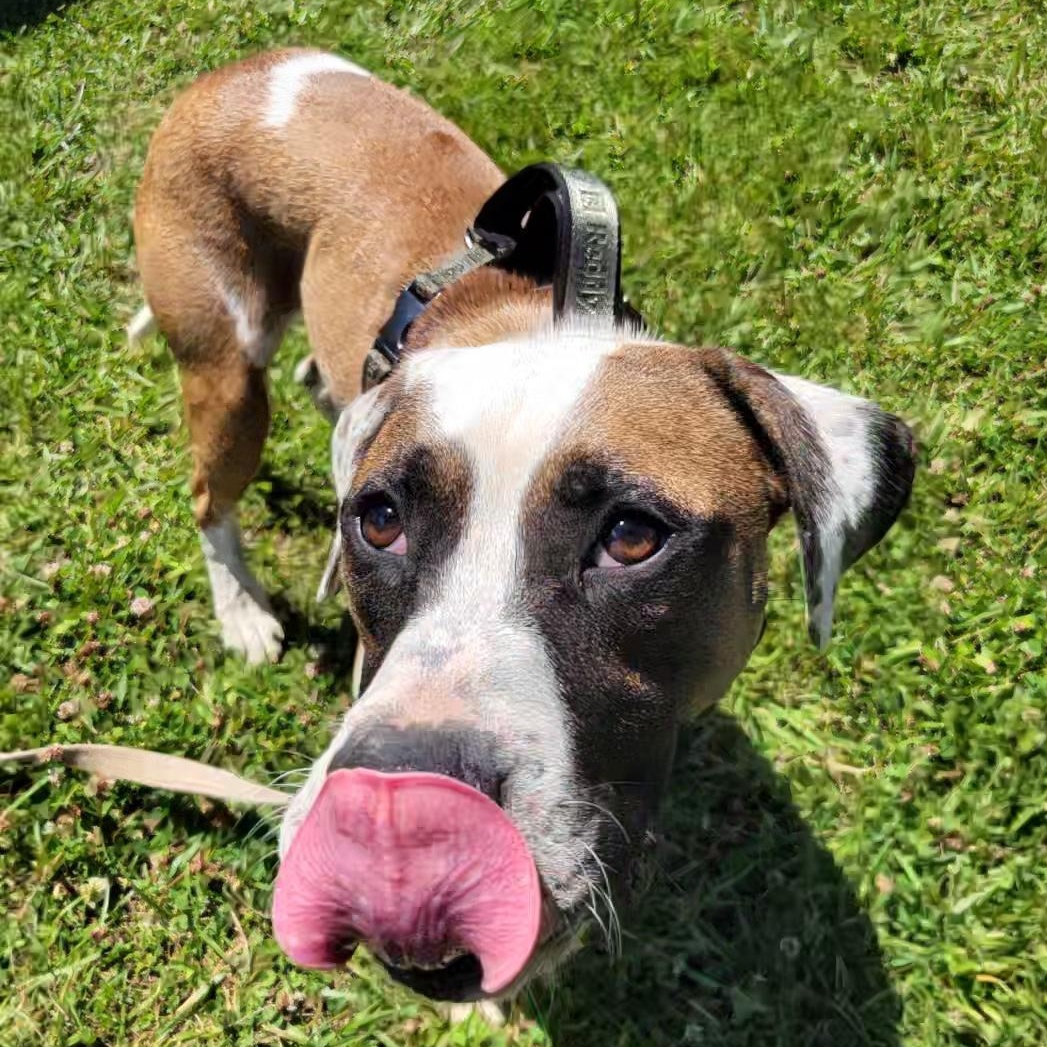 Enlarge Fenway, a ADOPTABLE Mixed Breed in Cooperstown, NY image 4/5