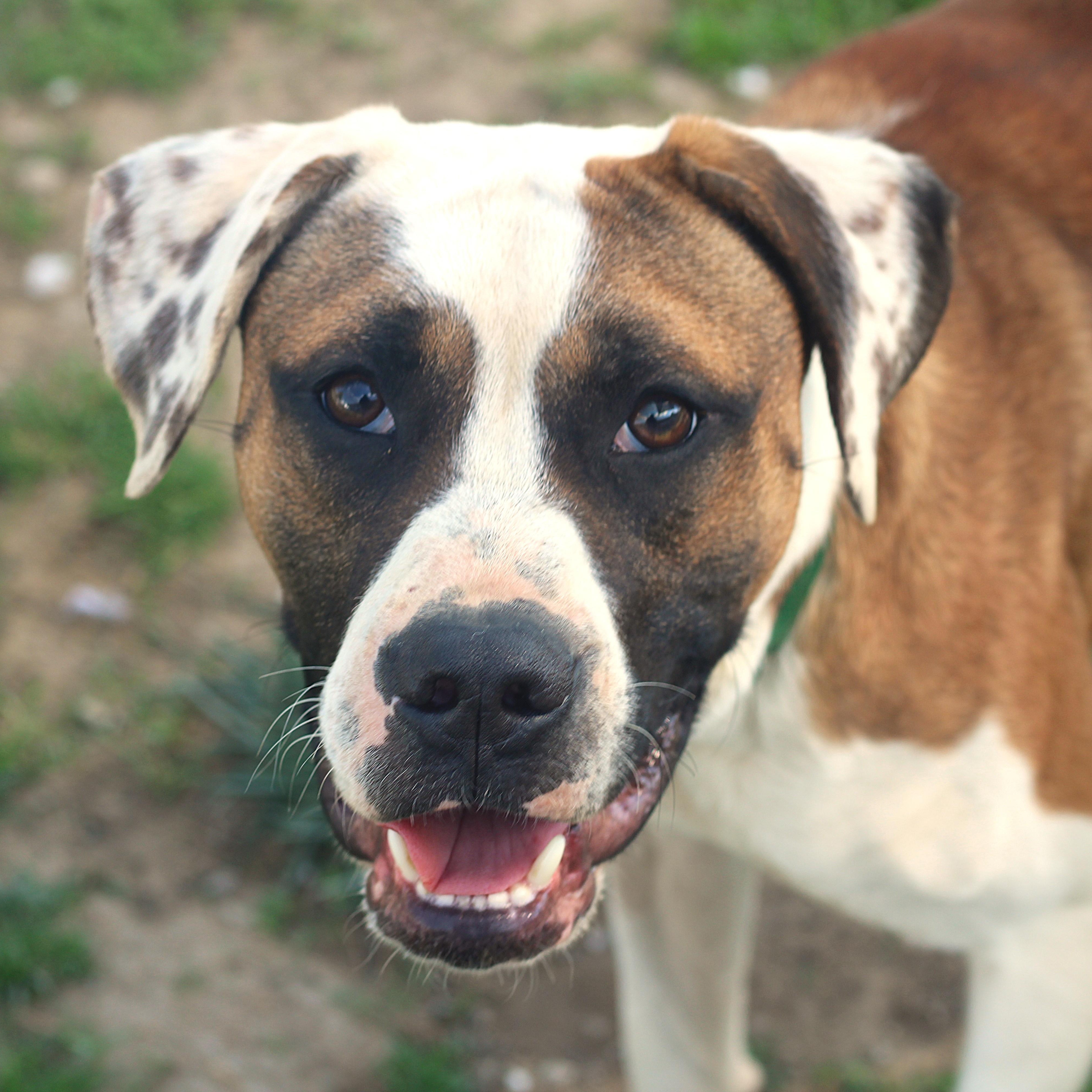 Fenway, ADOPTABLE, Young Male Mixed Breed.