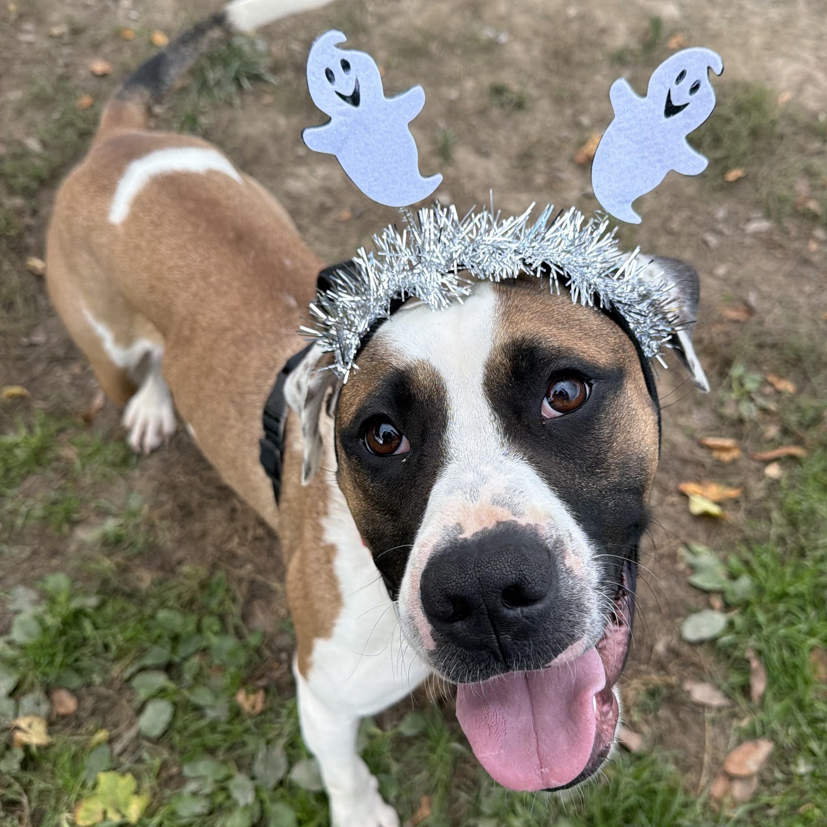 Fenway, Adoptable, Young Male Mixed Breed.
