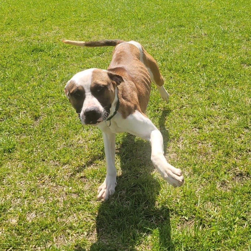 Enlarge Fenway, a ADOPTABLE Mixed Breed in Cooperstown, NY image 2/3