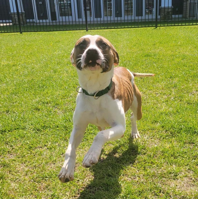 Enlarge Fenway, a ADOPTABLE Mixed Breed in Cooperstown, NY image 3/3