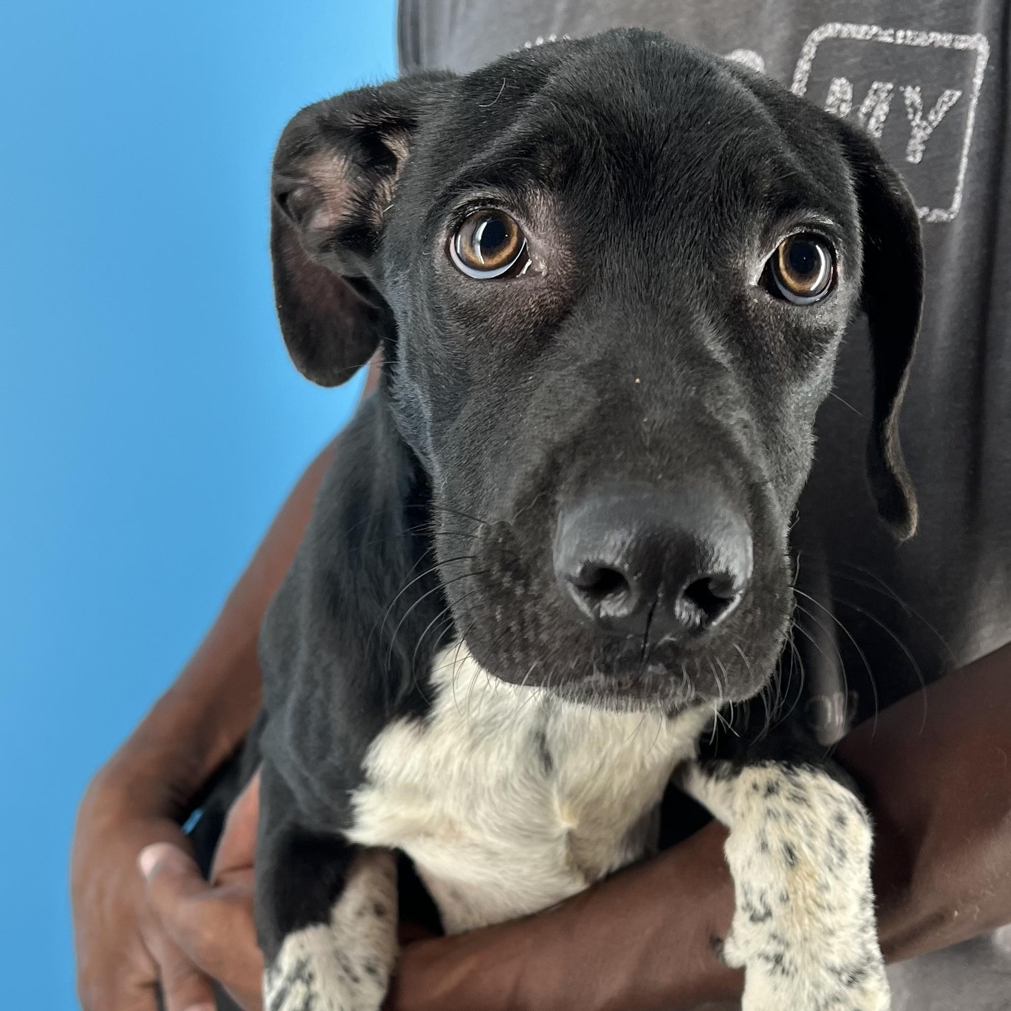 Jenna - Local Dec 19-21, Adoptable, Young Female Labrador Retriever.