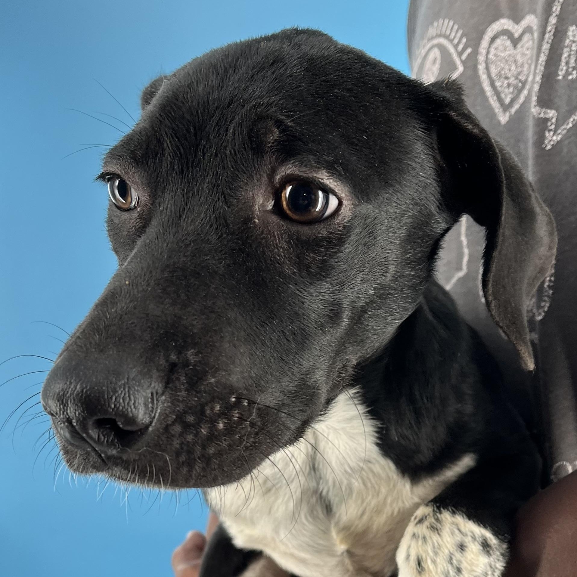 Jenna - Local Dec 19-21, a Adoptable mixed breed in Happy Valley , OR image 2/5