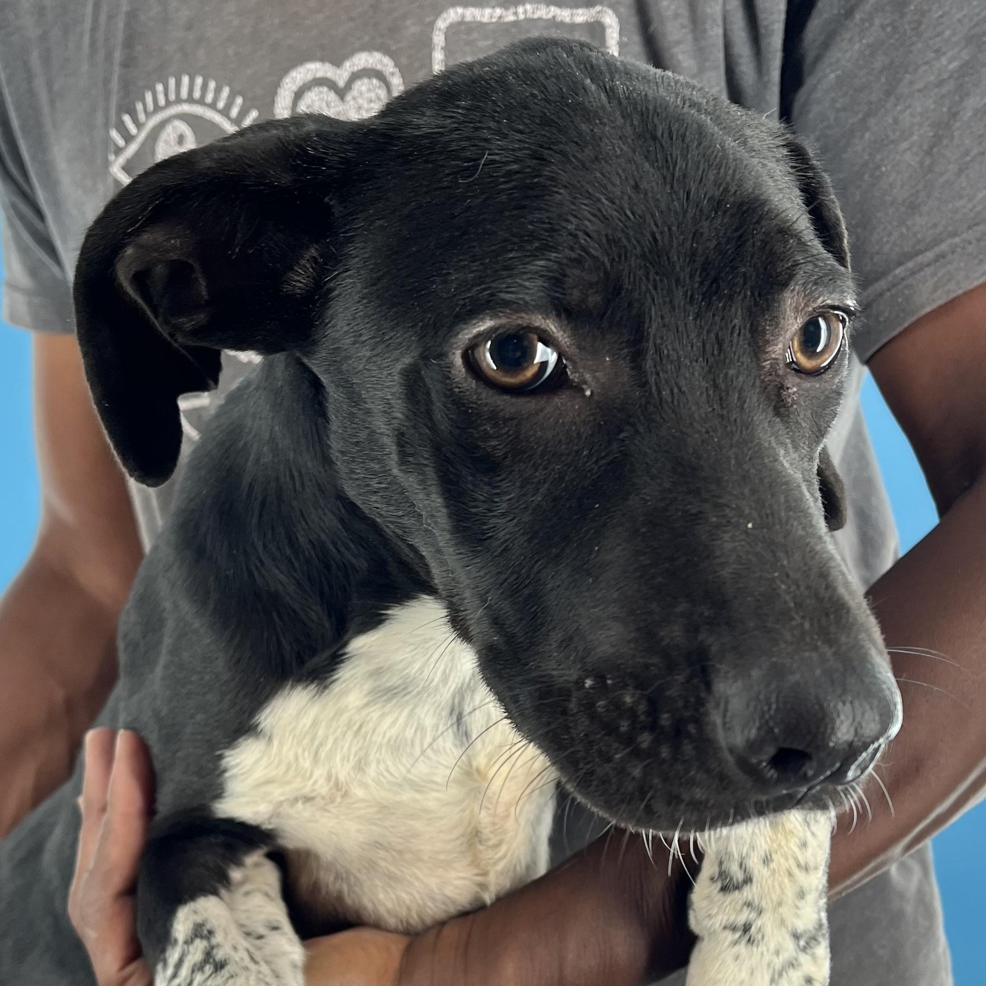 Jenna - Local Dec 19-21, a Adoptable mixed breed in Happy Valley , OR image 3/5