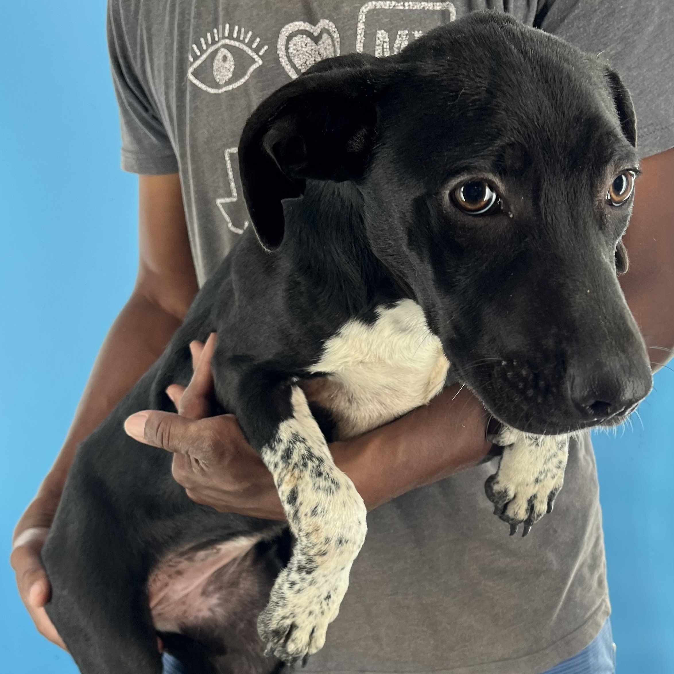 Jenna - Local Dec 19-21, a Adoptable mixed breed in Happy Valley , OR image 4/5