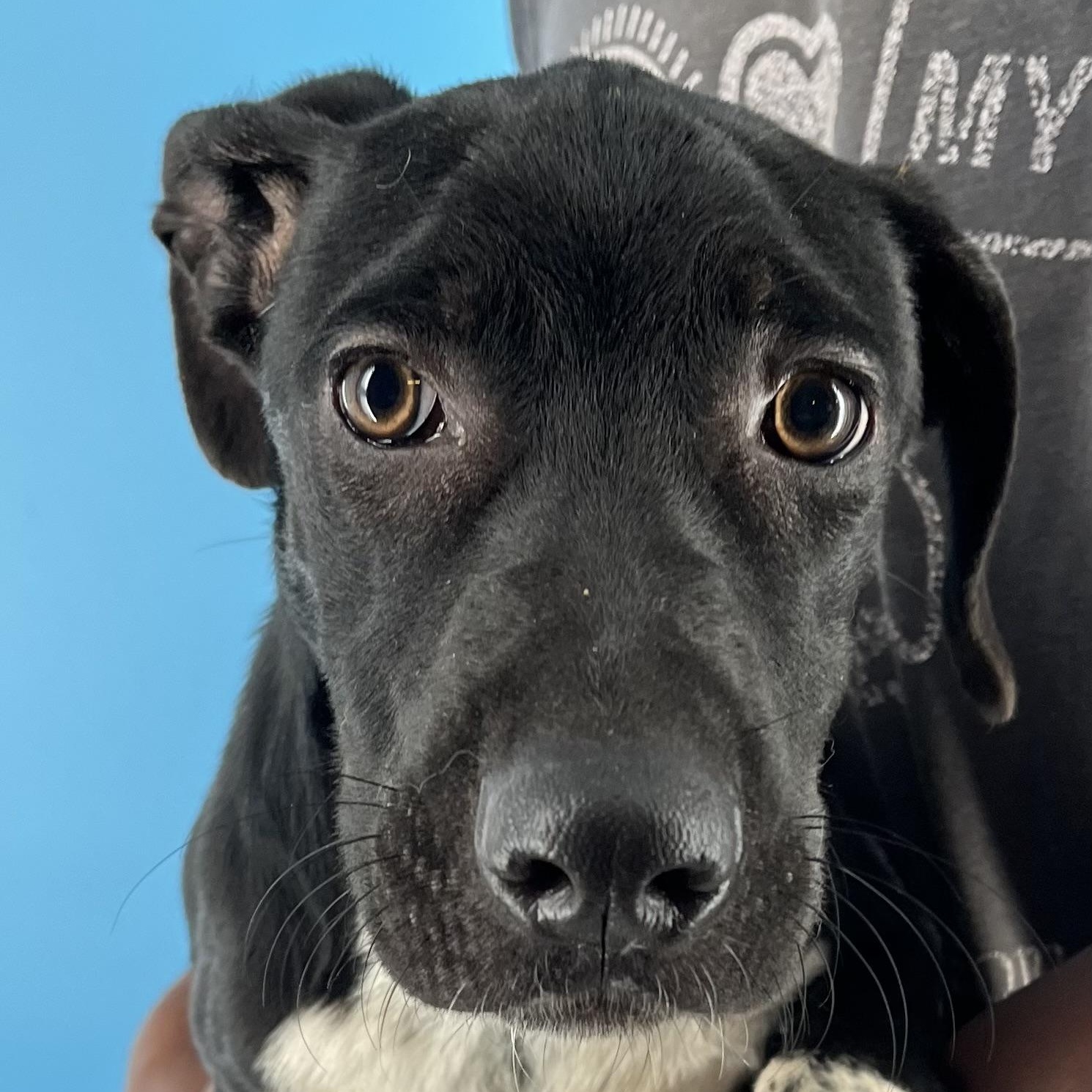 Jenna - Local Dec 19-21, a Adoptable mixed breed in Happy Valley , OR image 5/5