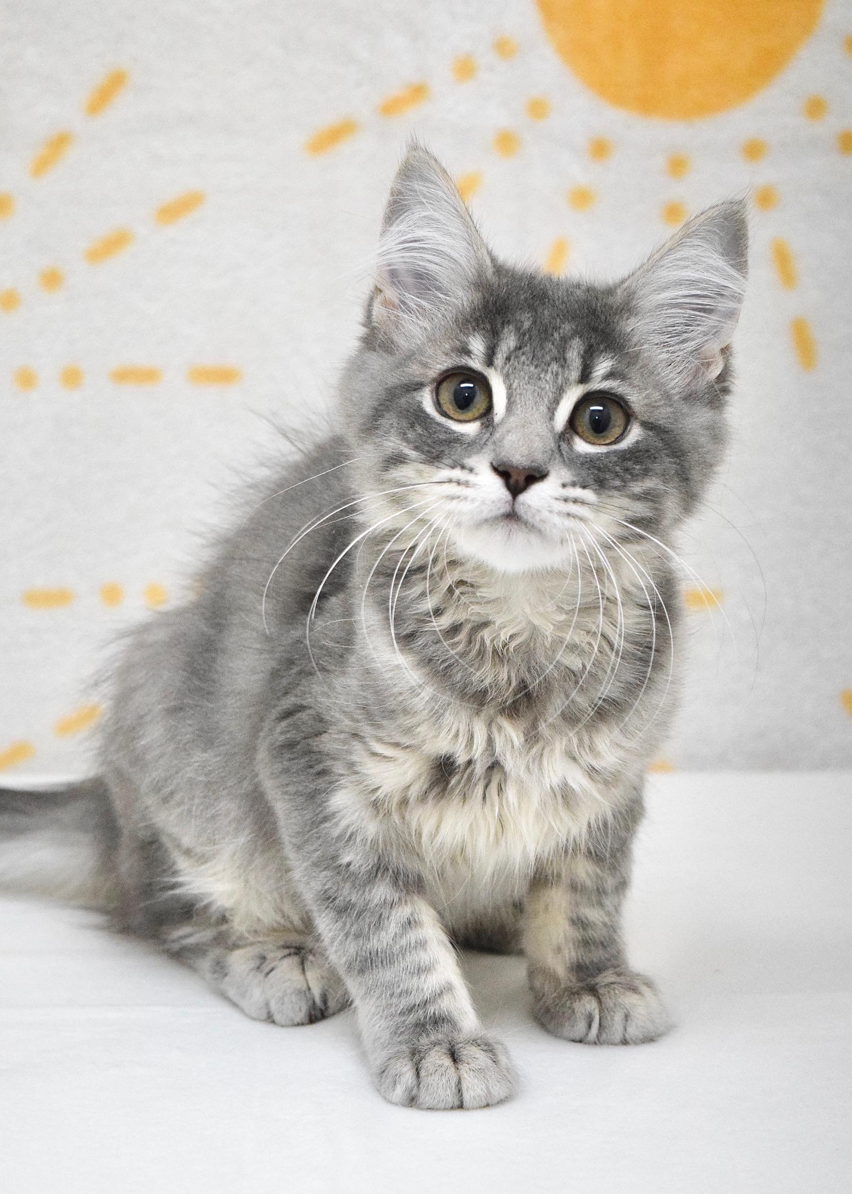 Bunny, adopted, Kitten Female Domestic Medium Hair.