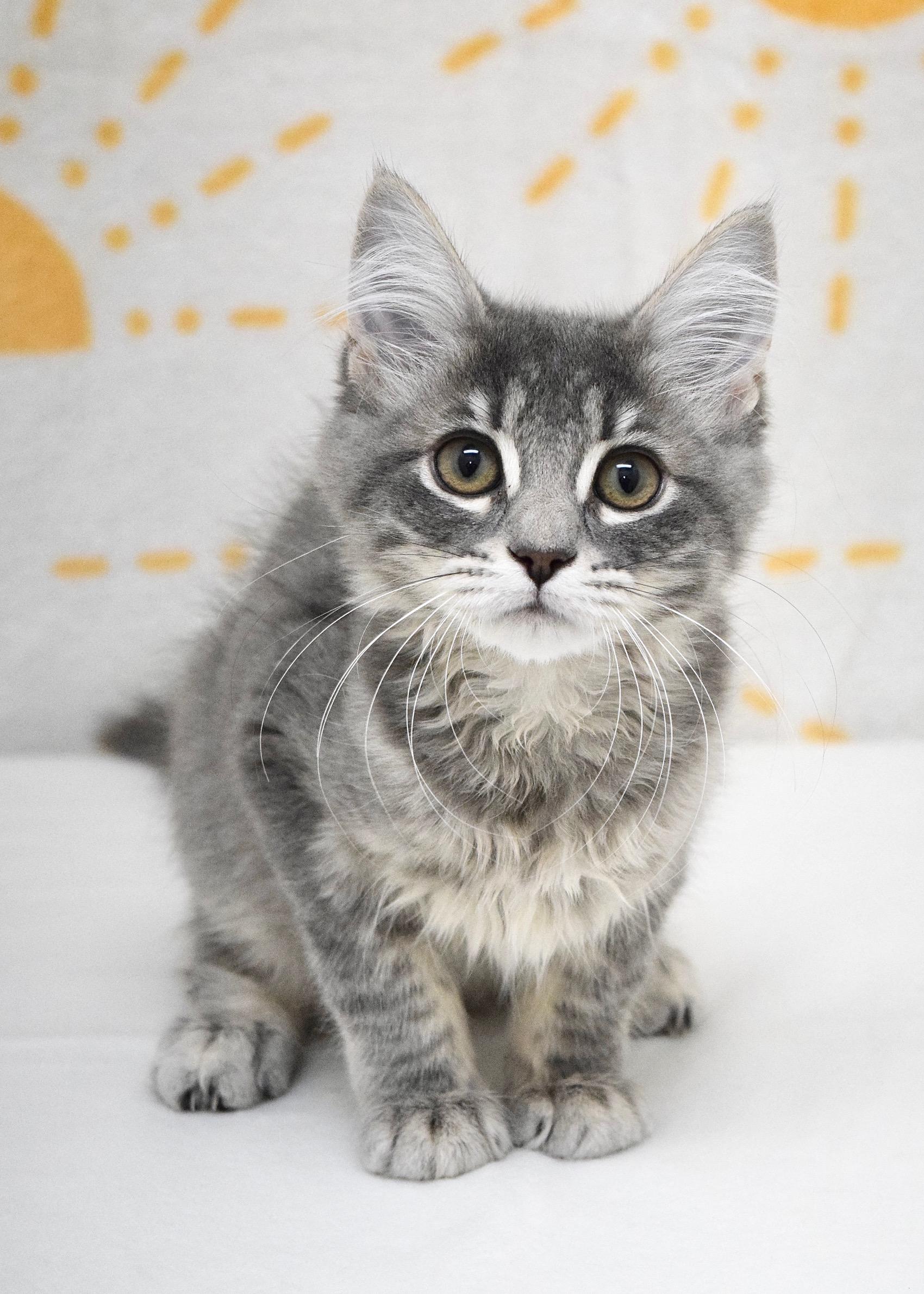 Bunny, an adopted Domestic Medium Hair in Dublin, CA image 2/2