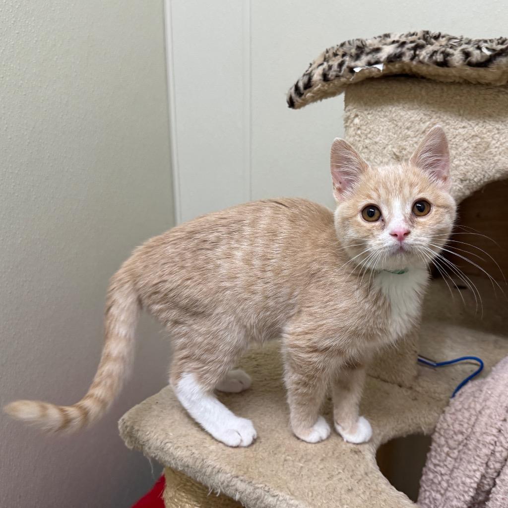 Enlarge Rory, a Adoptable mixed breed in Cambria, CA image 1/3