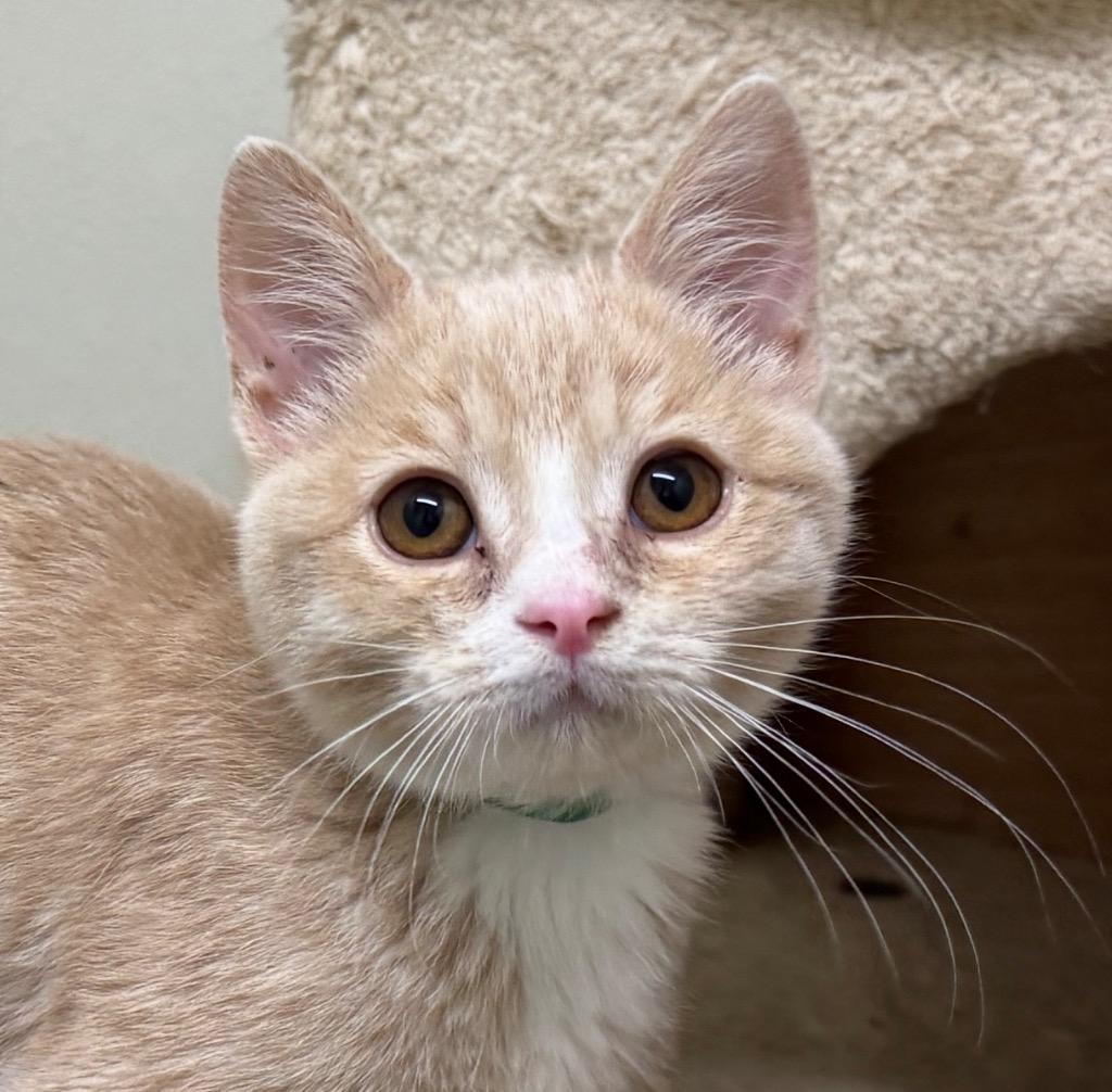 Enlarge Rory, a Adoptable mixed breed in Cambria, CA image 2/3