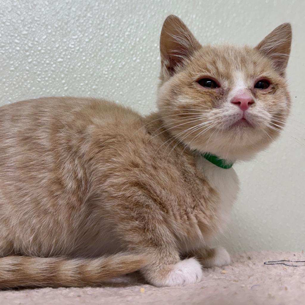 Enlarge Rory, a Adoptable mixed breed in Cambria, CA image 3/3