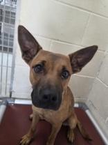 Enlarge Charolette, a Adoptable mixed breed in Edgewood, NM image 1/1