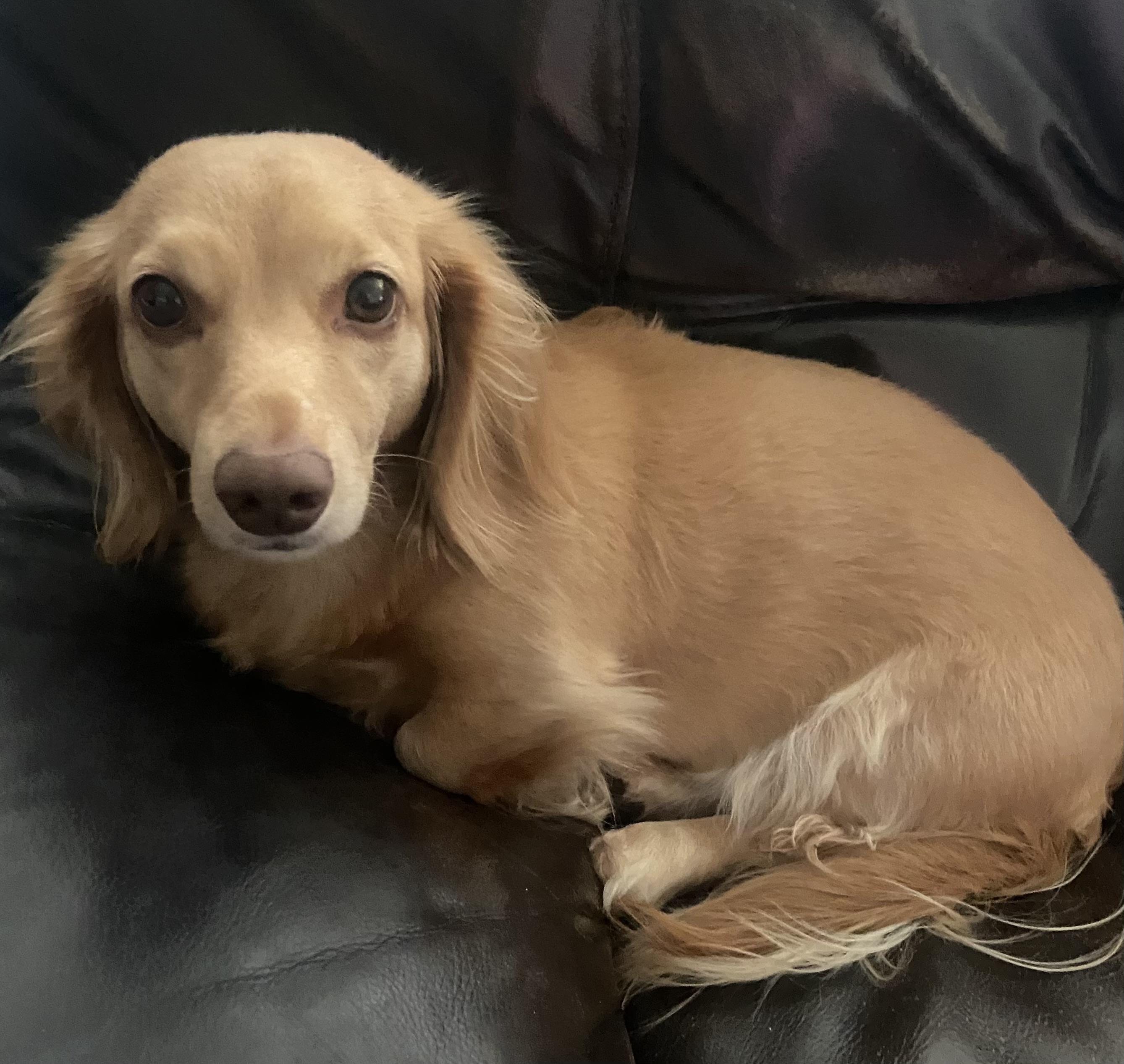 Lily , ADOPTABLE, Adult Female Dachshund (Long Haired).