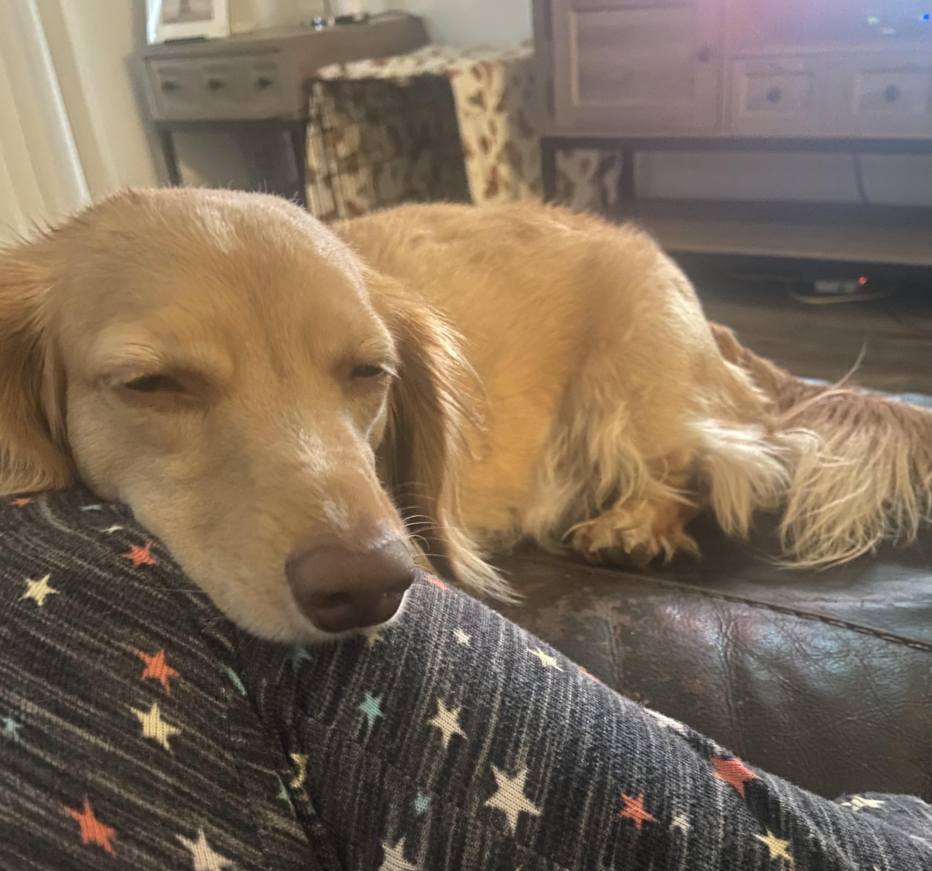 Enlarge Lily , a ADOPTABLE Dachshund (Long Haired) in Green Cove Springs, FL image 3/6