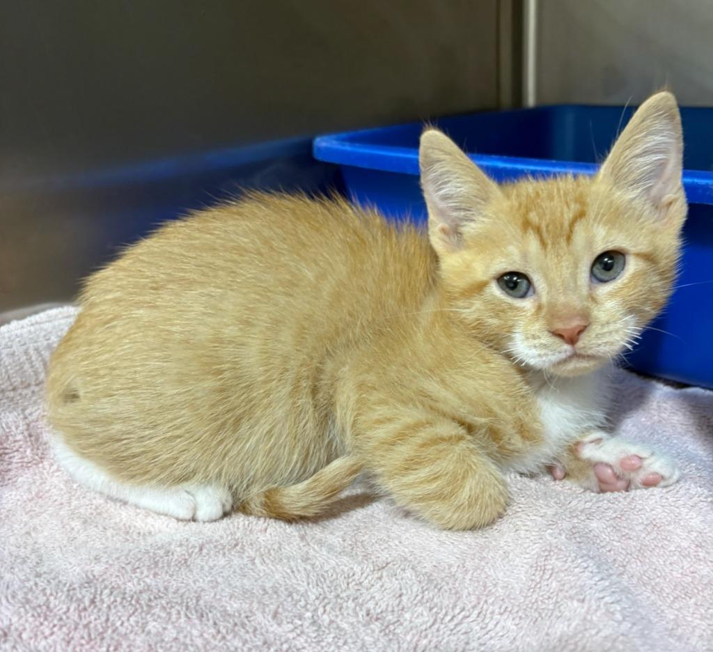 Pac-Man, Adoptable, Kitten Male Domestic Short Hair.
