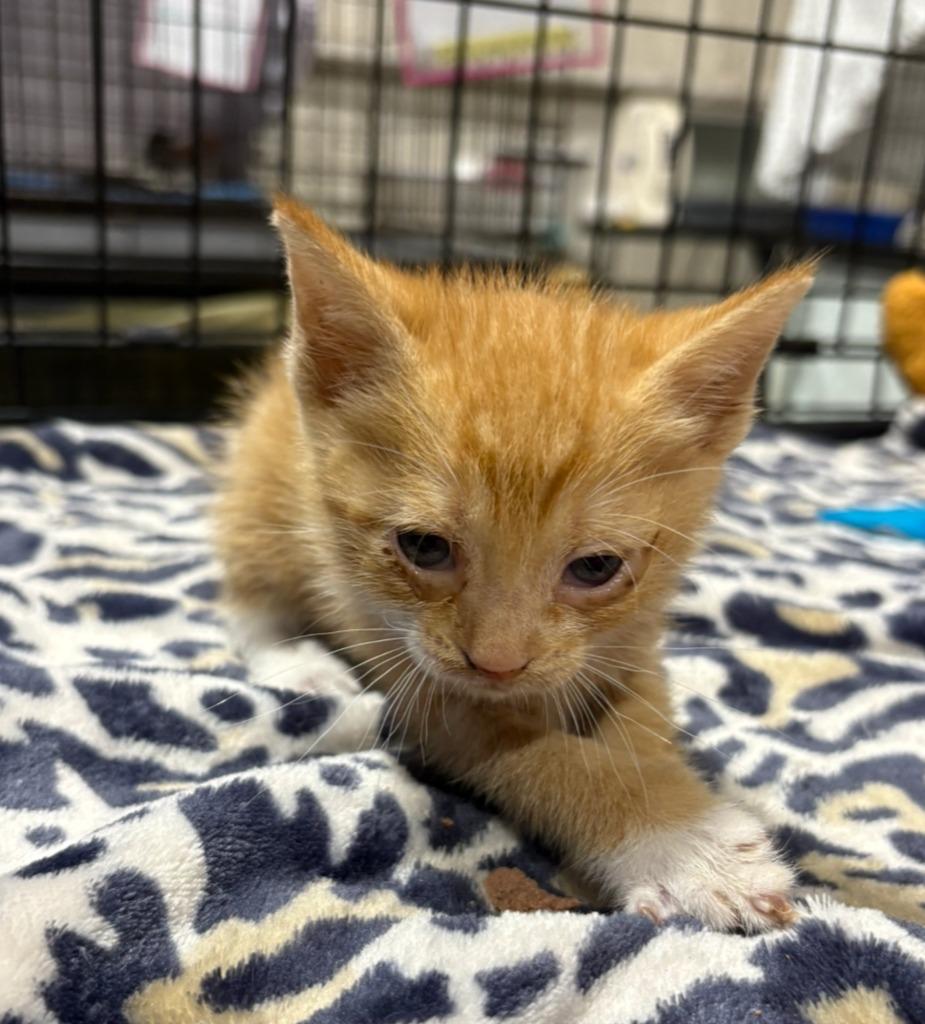 Pac-Man, a Adoptable mixed breed in Corpus Christi, TX image 2/2