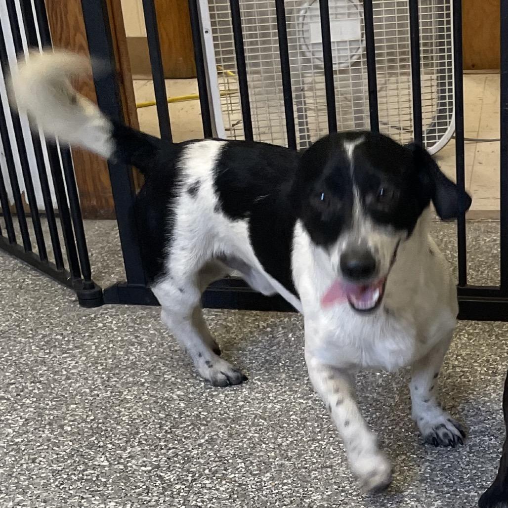 Milo, a Adoptable Dachshund in Green Forest, AR image 5/5