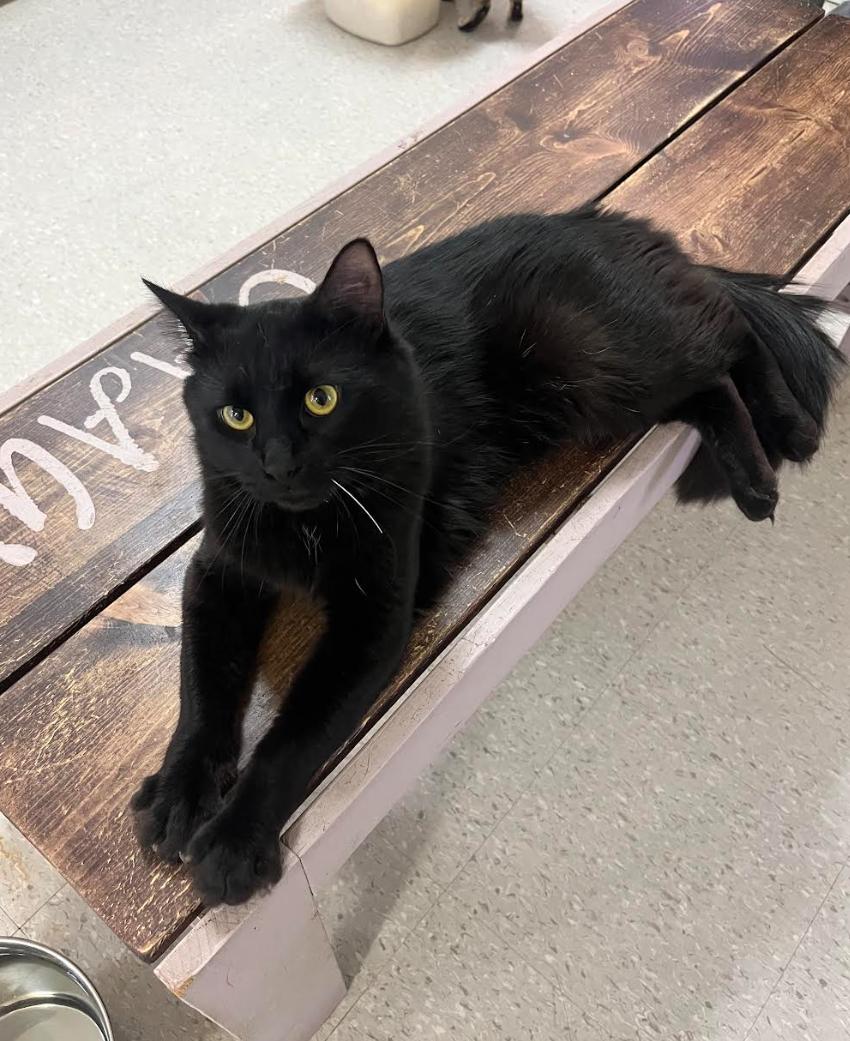Tesoro, ADOPTABLE, Young Male Domestic Medium Hair.