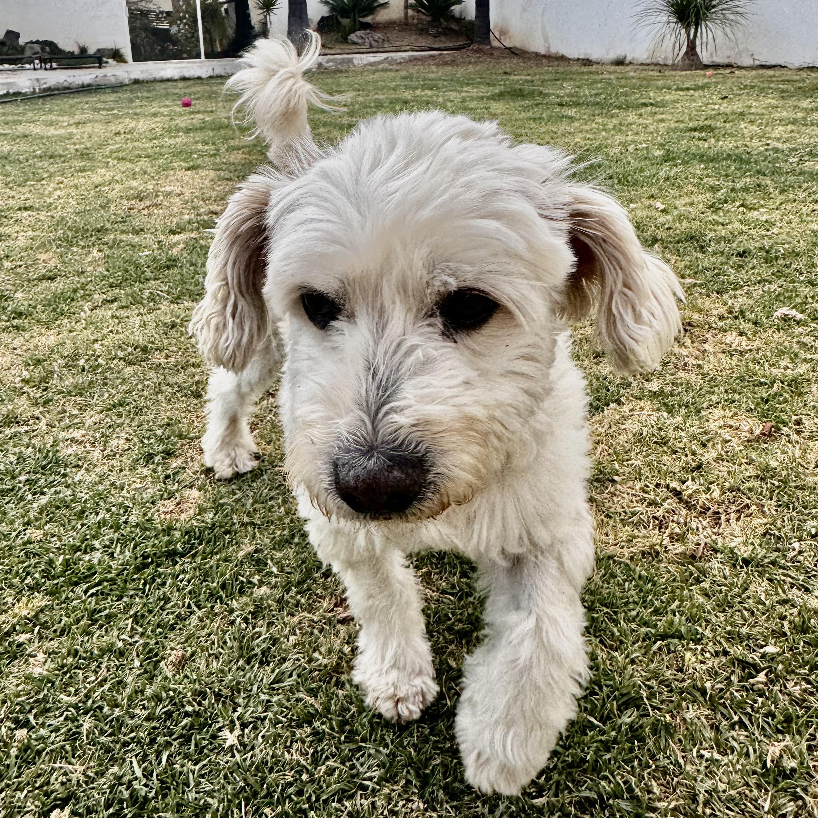 Snow — thumbnail 2