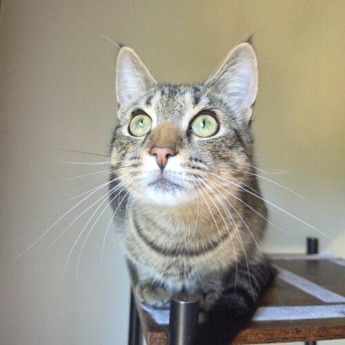 Bodie, Adoptable, Kitten Male Domestic Short Hair.