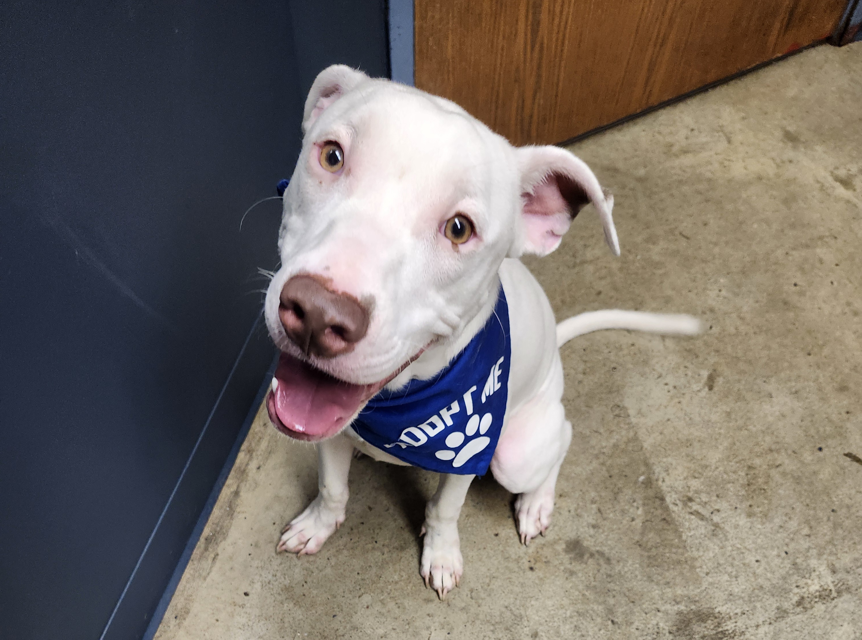 Shapley (Prison Program) **REDUCED ADOPTION FEE**, a Adoptable mixed breed image 4/5