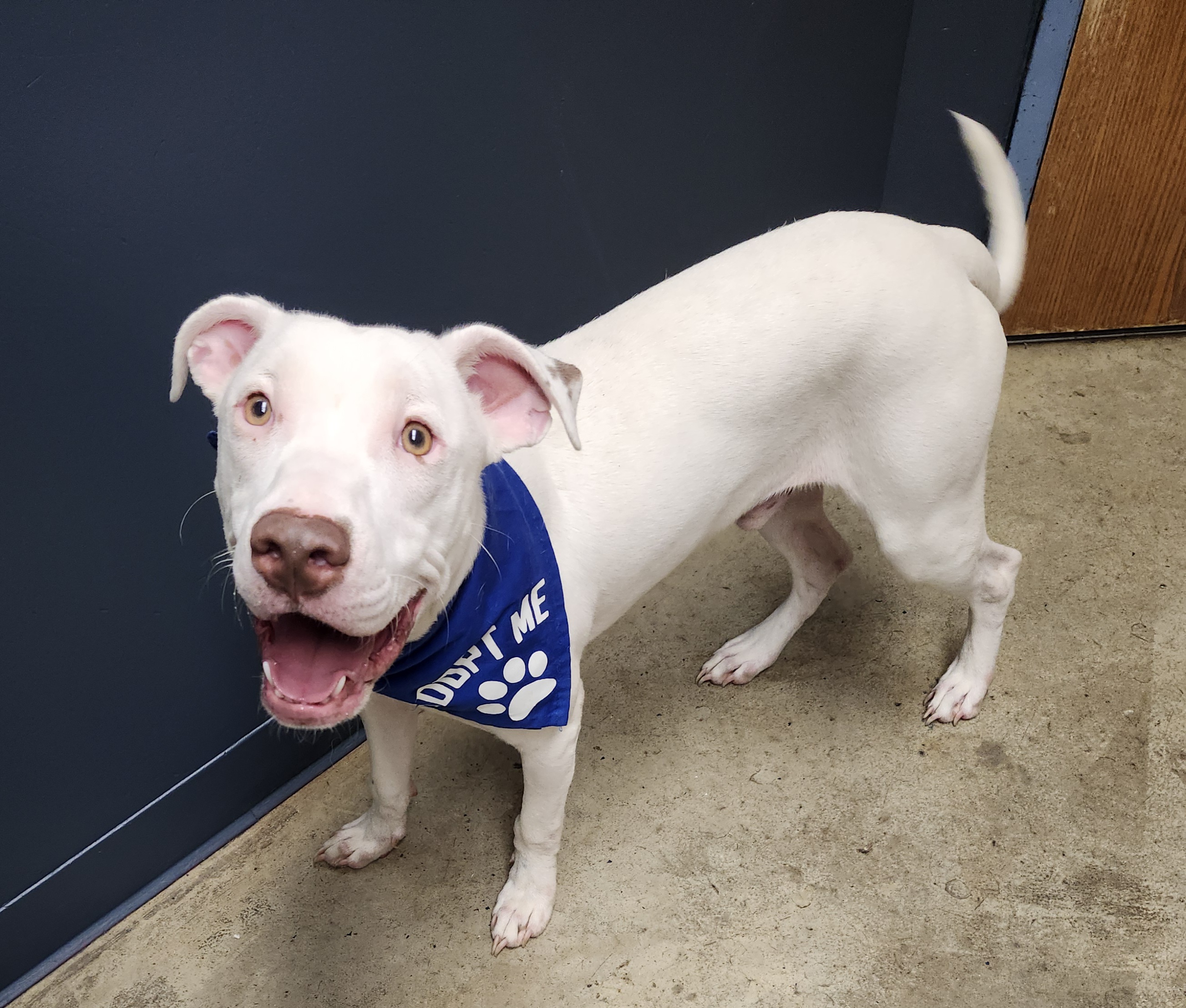 Shapley (Prison Program) **REDUCED ADOPTION FEE**, a Adoptable mixed breed image 3/5