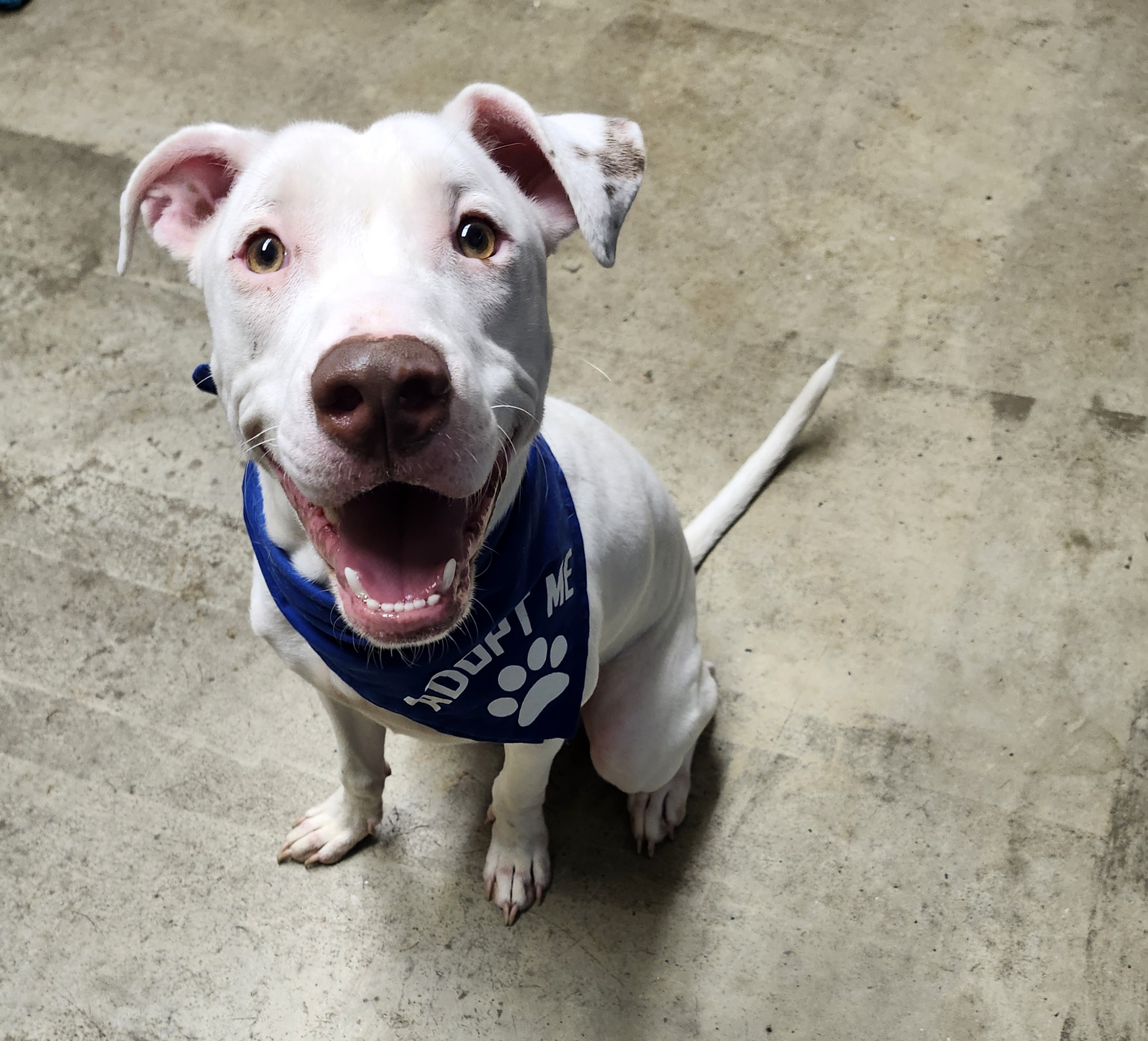 Shapley (Prison Program) **REDUCED ADOPTION FEE**, a Adoptable mixed breed image 2/5