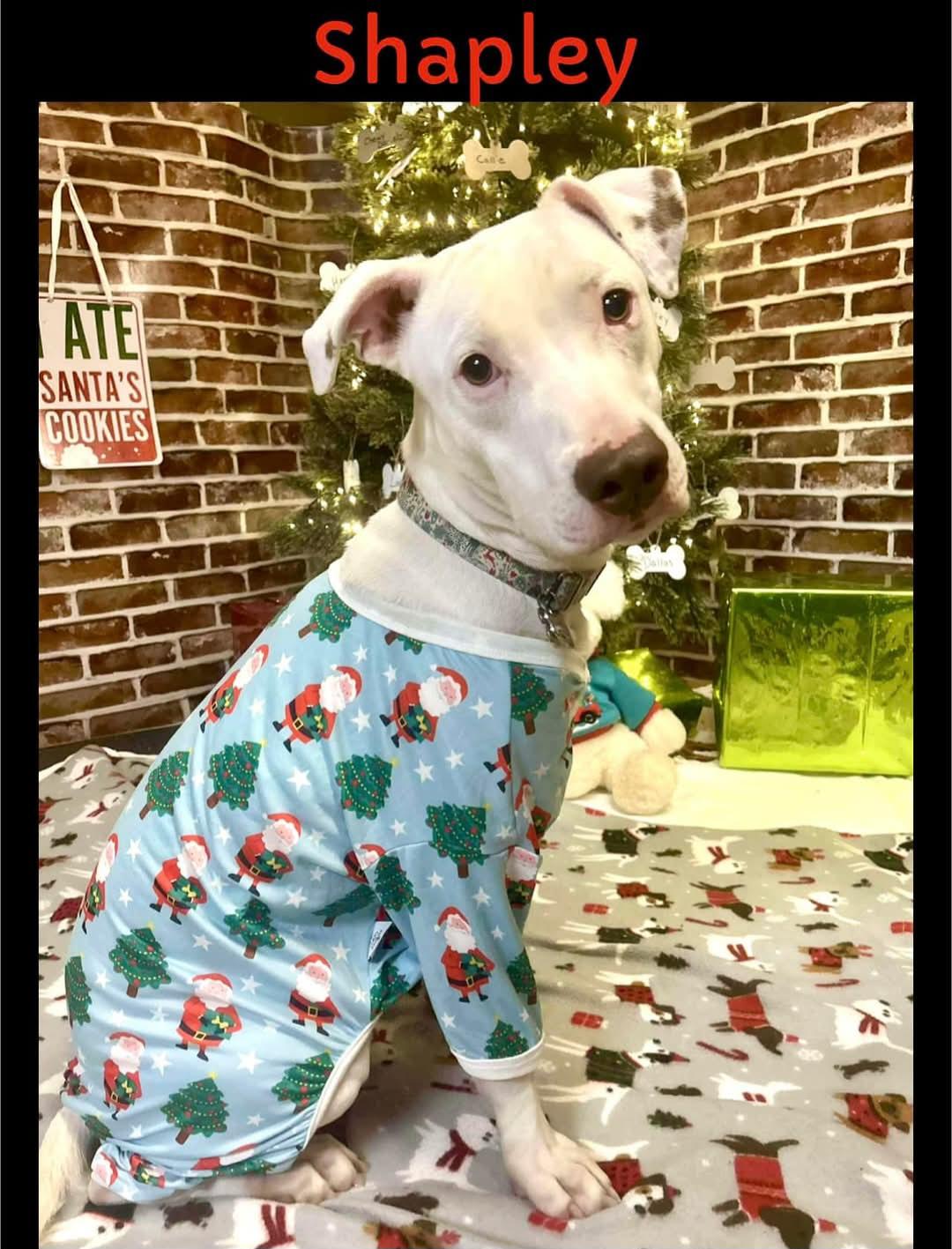 Shapley (Prison Program) **REDUCED ADOPTION FEE**, a Adoptable mixed breed image 1/5