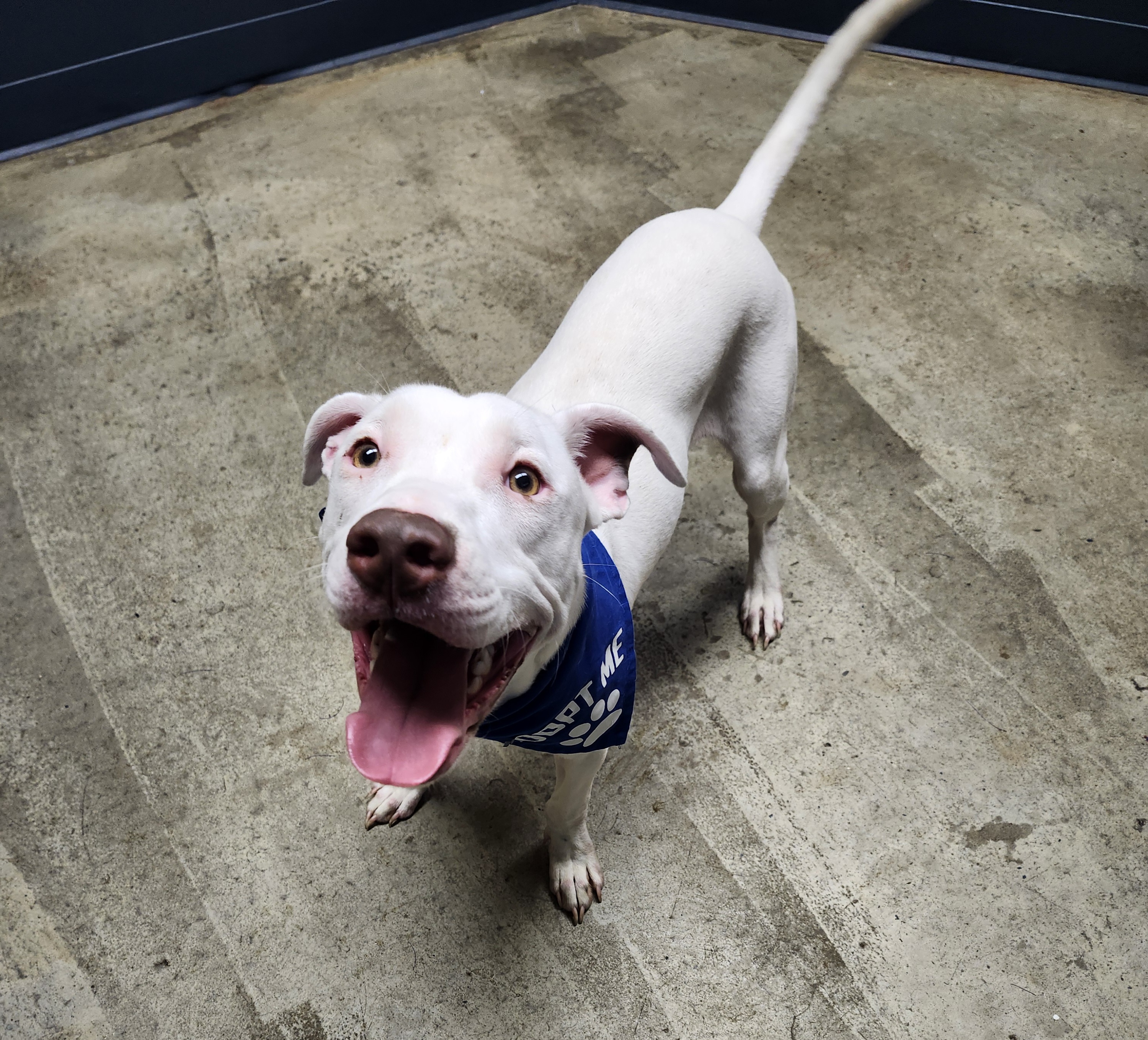 Shapley (Prison Program) **REDUCED ADOPTION FEE**, a Adoptable mixed breed image 5/5