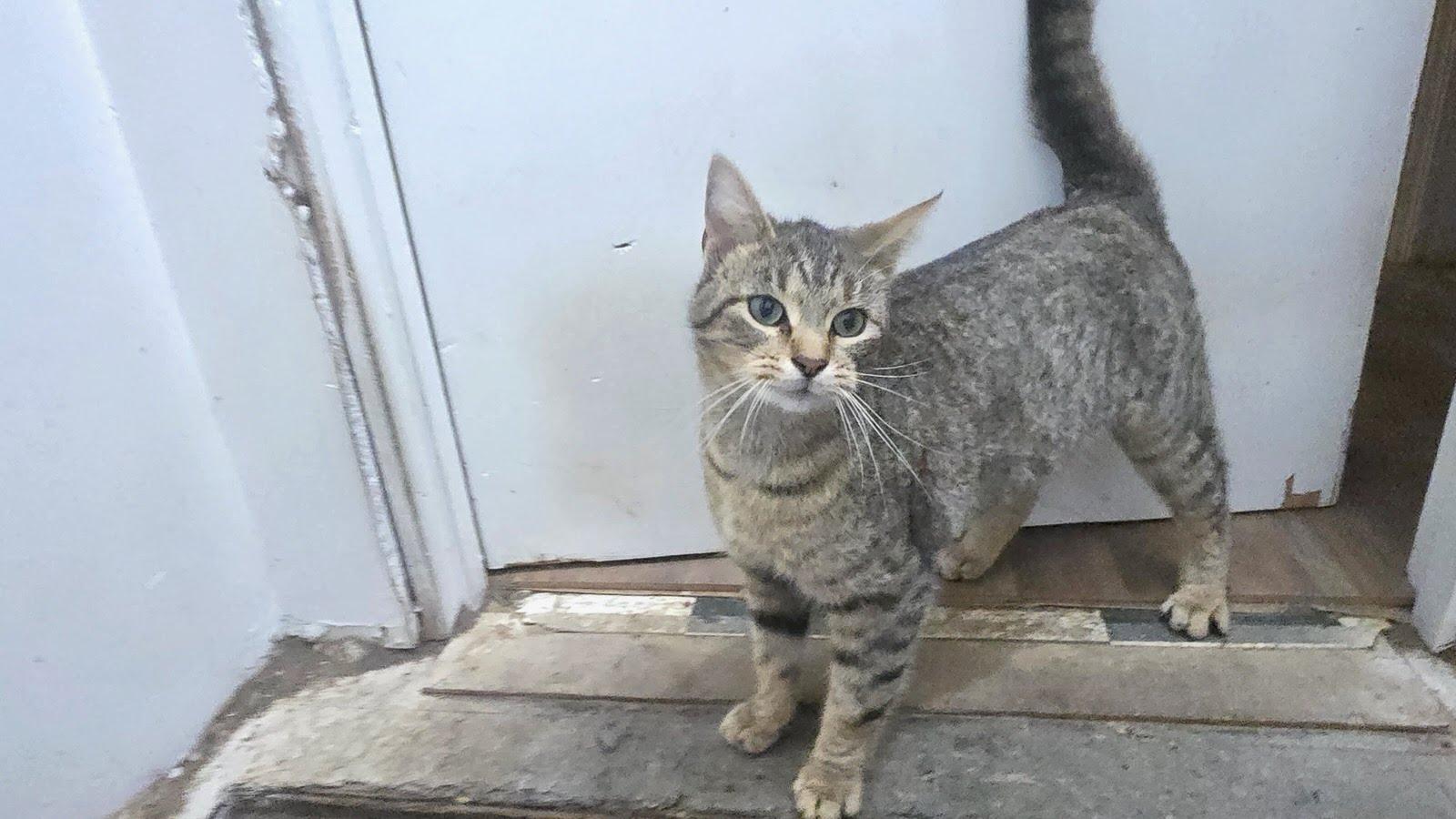 Little One, Adopted, Young Female Domestic Short Hair.