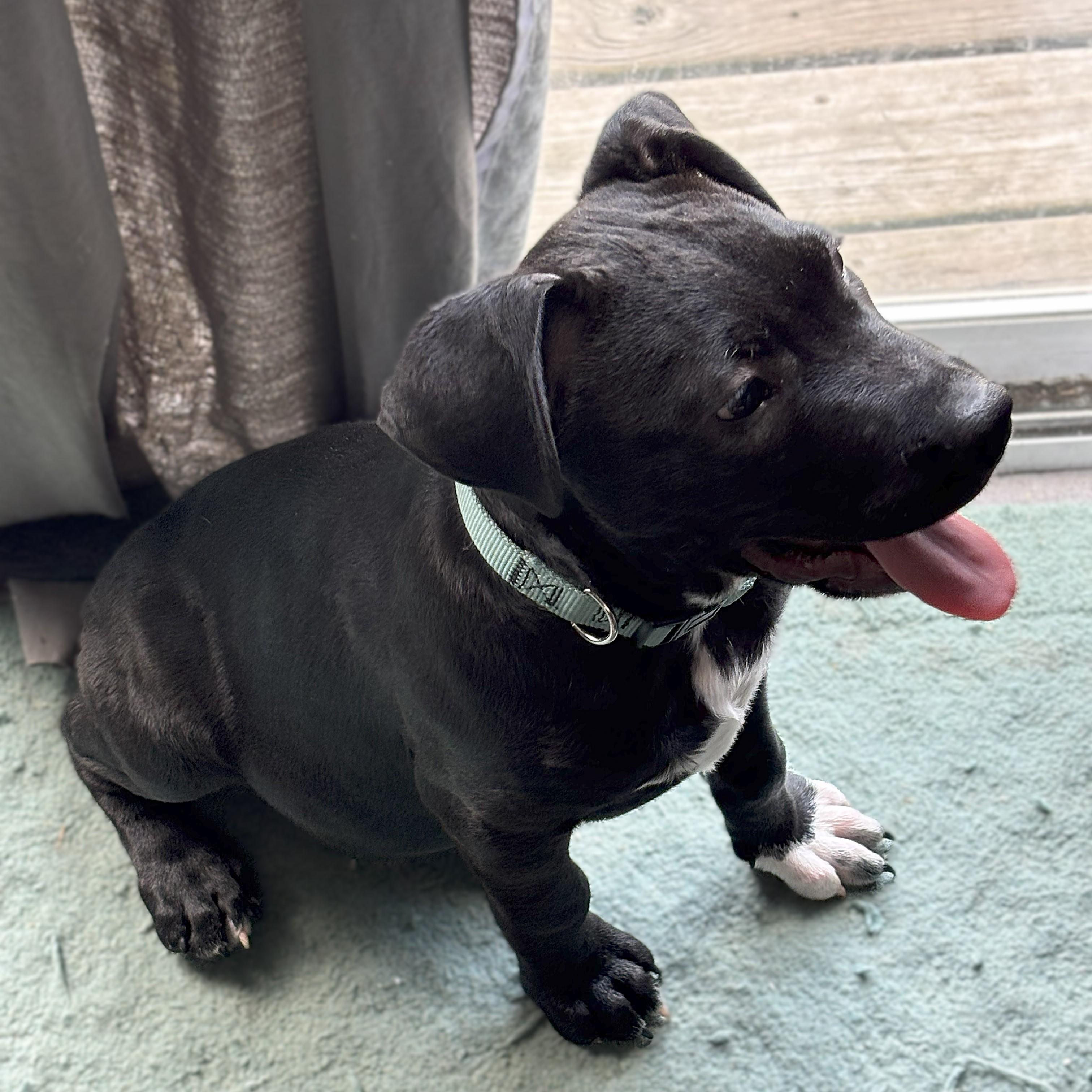 Enlarge Charlie, an adopted mixed breed in Attica, MI image 5/6