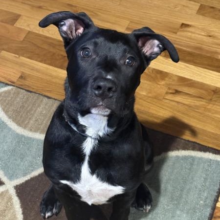 Enlarge Charlie, an adopted mixed breed in Attica, MI image 1/6