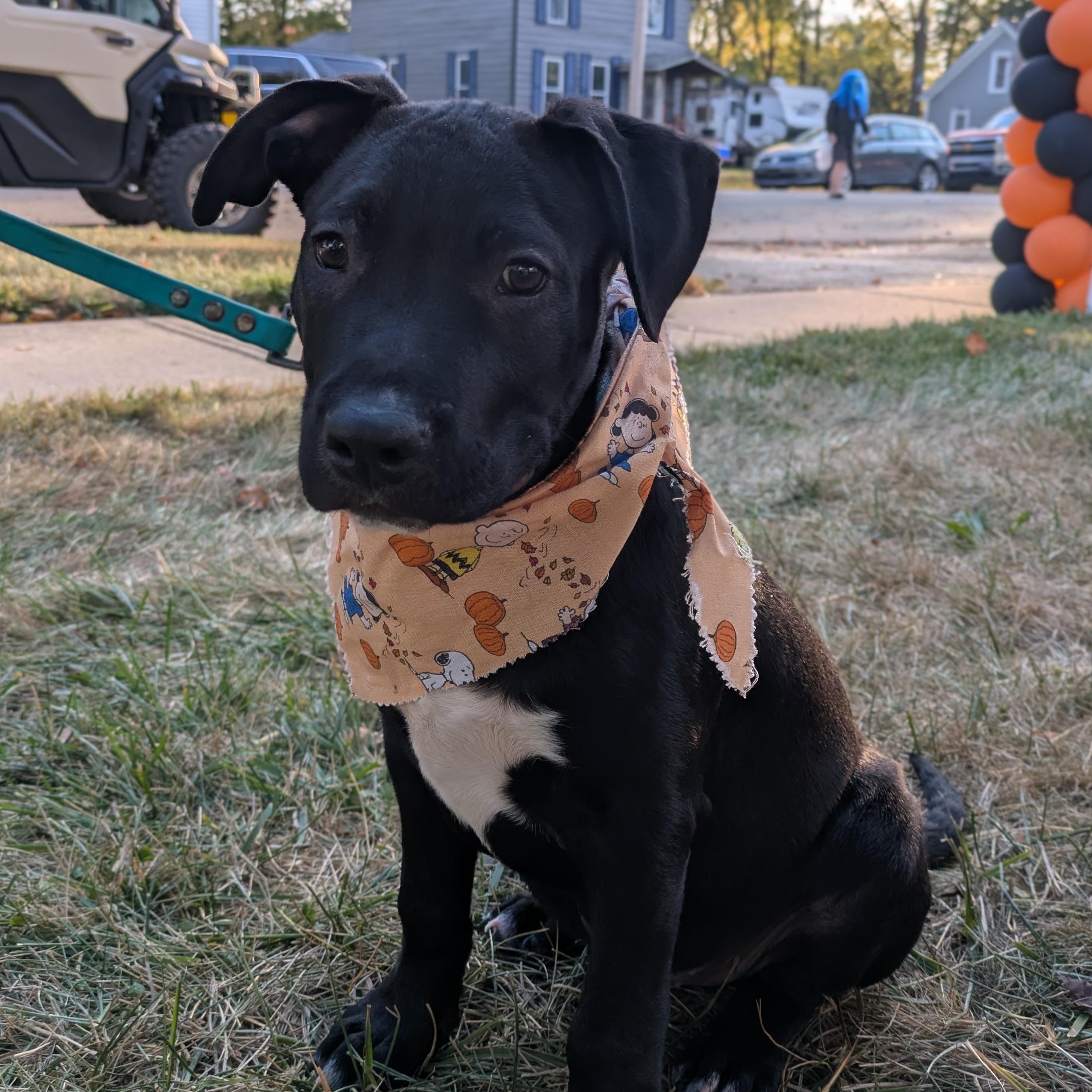 Enlarge Charlie, an adopted mixed breed in Attica, MI image 2/6