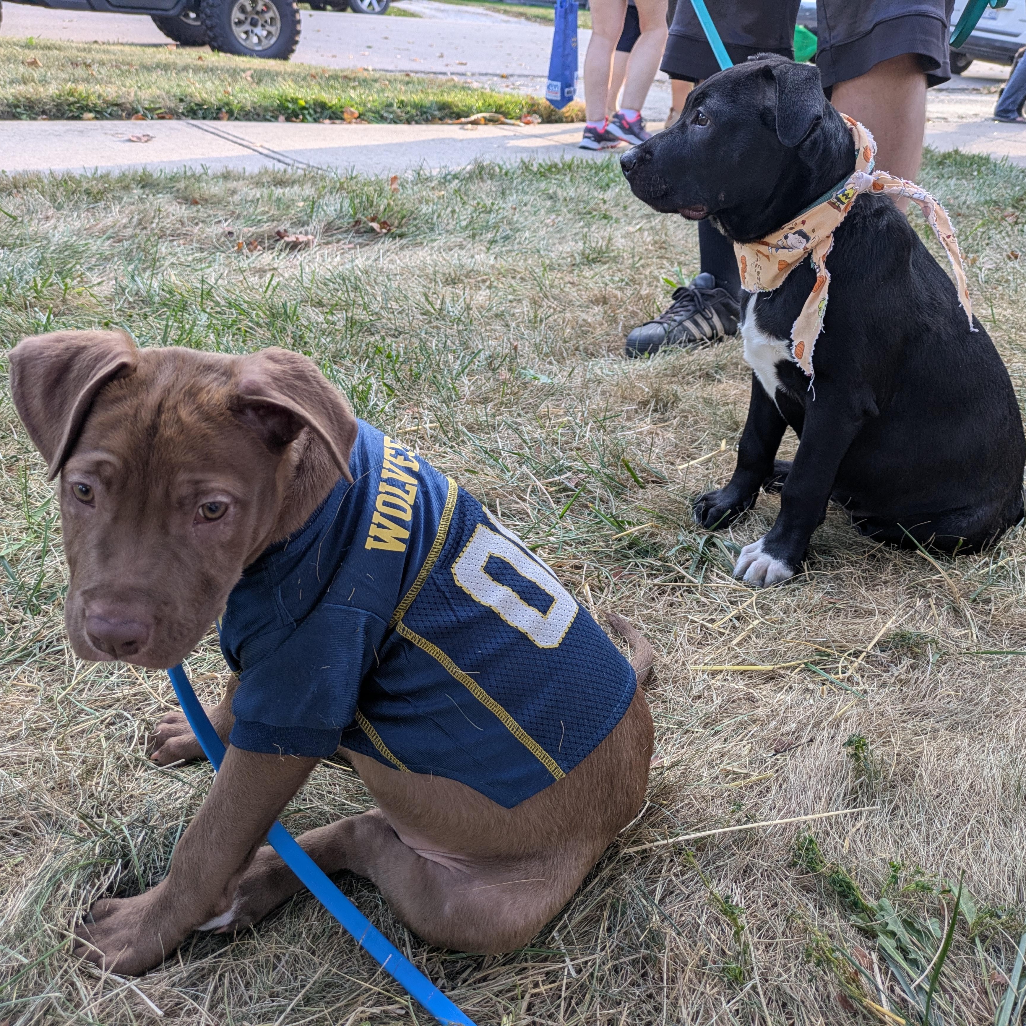 Enlarge Charlie, an adopted mixed breed in Attica, MI image 4/6