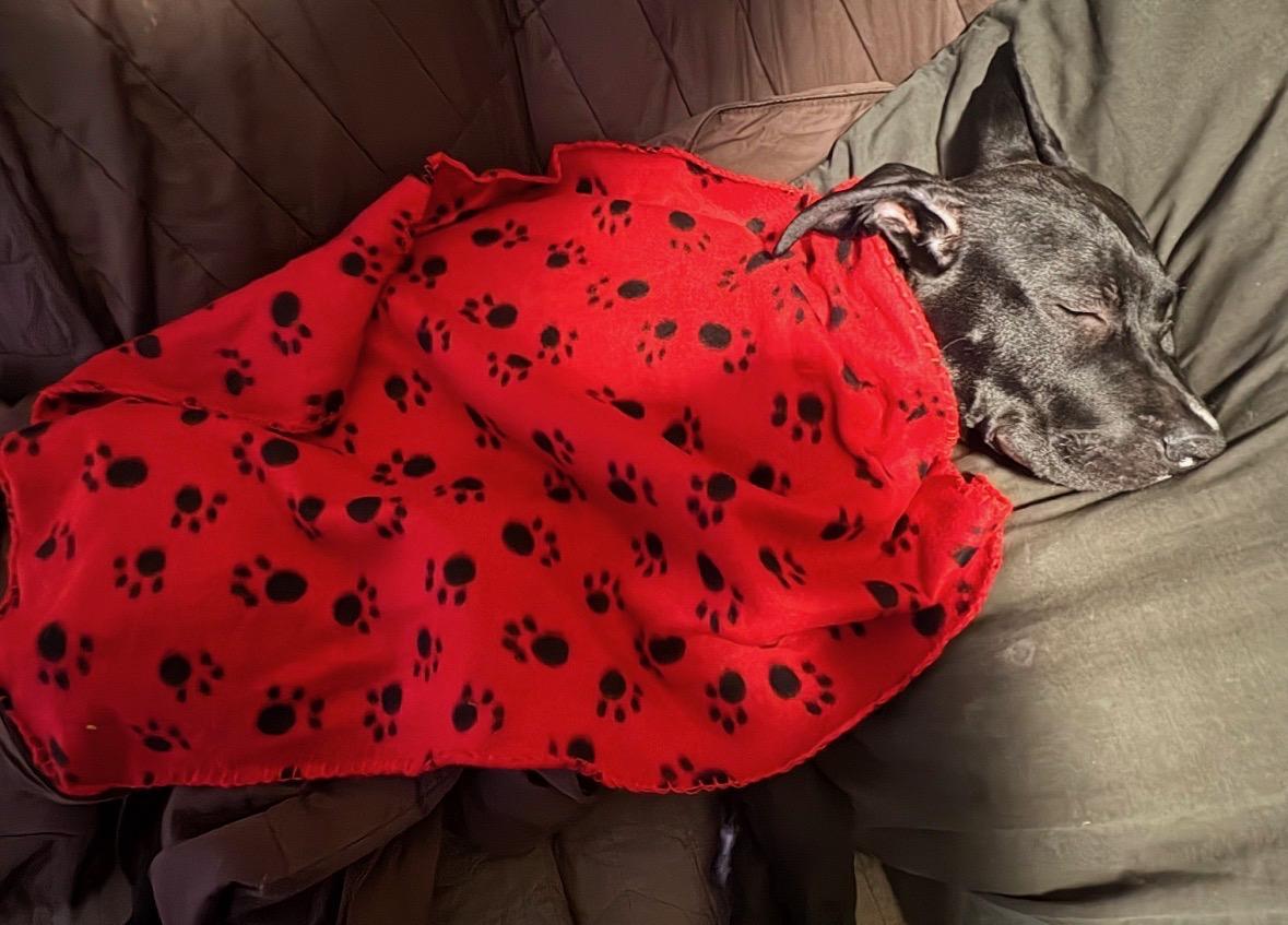 Enlarge Charlie, an adopted mixed breed in Attica, MI image 6/6