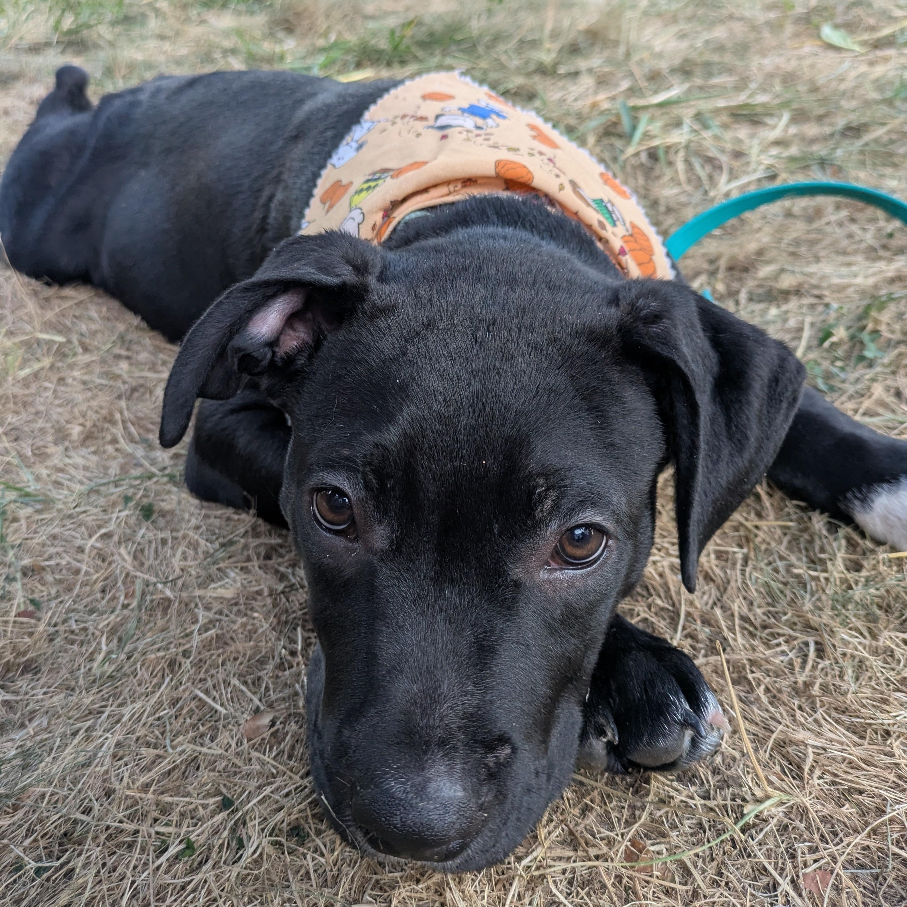 Enlarge Charlie, an adopted mixed breed in Attica, MI image 3/6