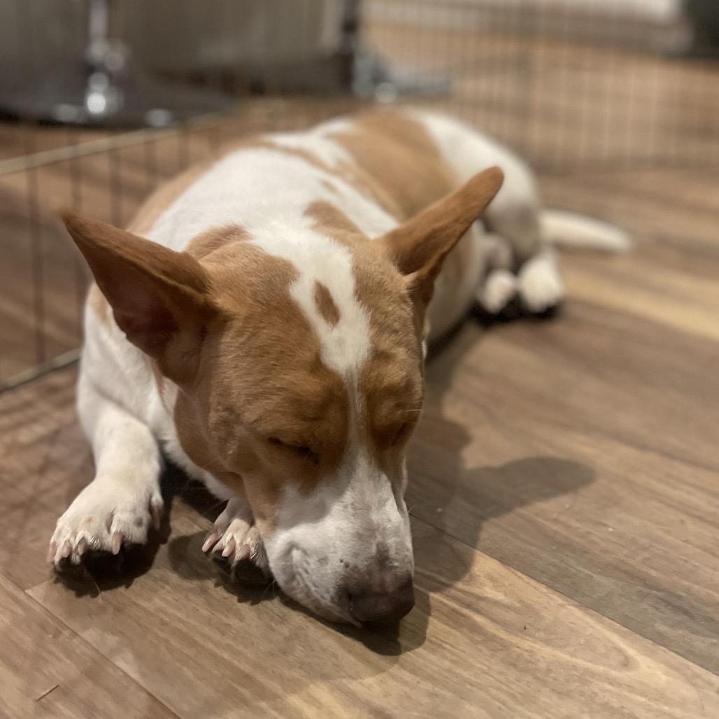 Enlarge Magnum, a Adoptable mixed breed in Fayetteville, GA image 1/6