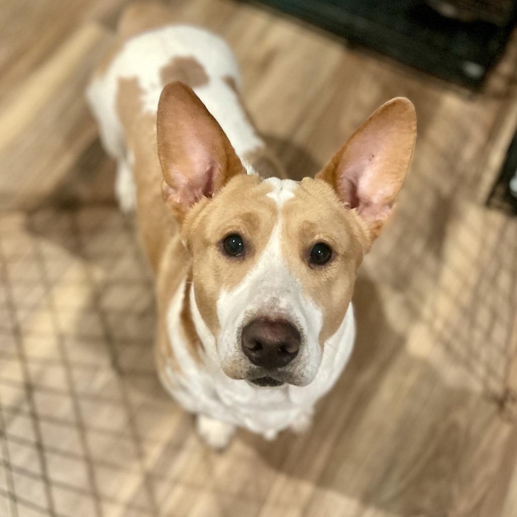 Enlarge Magnum, a Adoptable mixed breed in Fayetteville, GA image 2/6