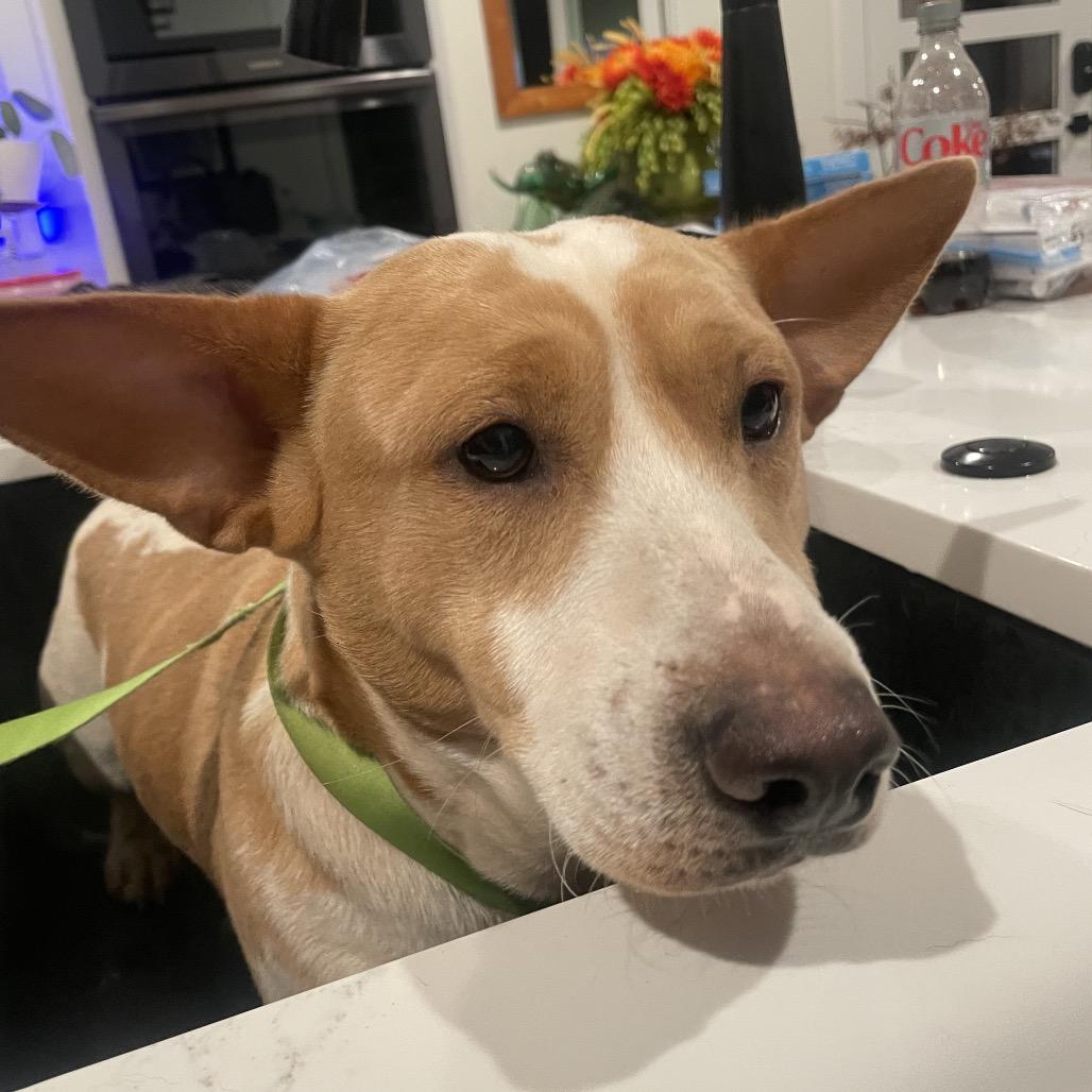 Enlarge Magnum, a Adoptable mixed breed in Fayetteville, GA image 3/6