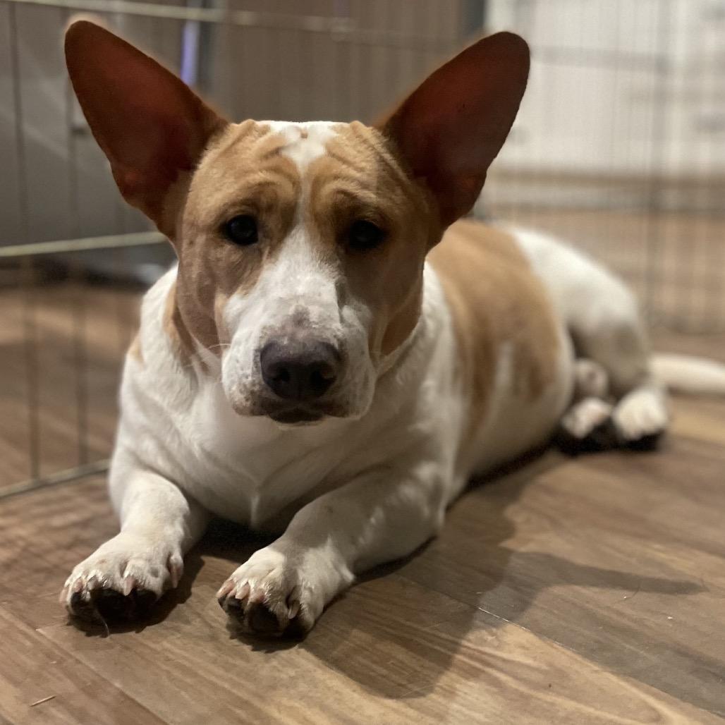 Enlarge Magnum, a Adoptable mixed breed in Fayetteville, GA image 4/6