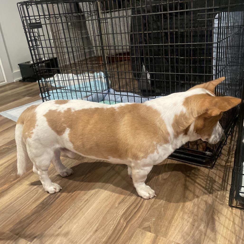 Enlarge Magnum, a Adoptable mixed breed in Fayetteville, GA image 5/6