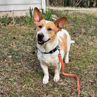 Enlarge Magnum, a Adoptable mixed breed in Fayetteville, GA image 6/6