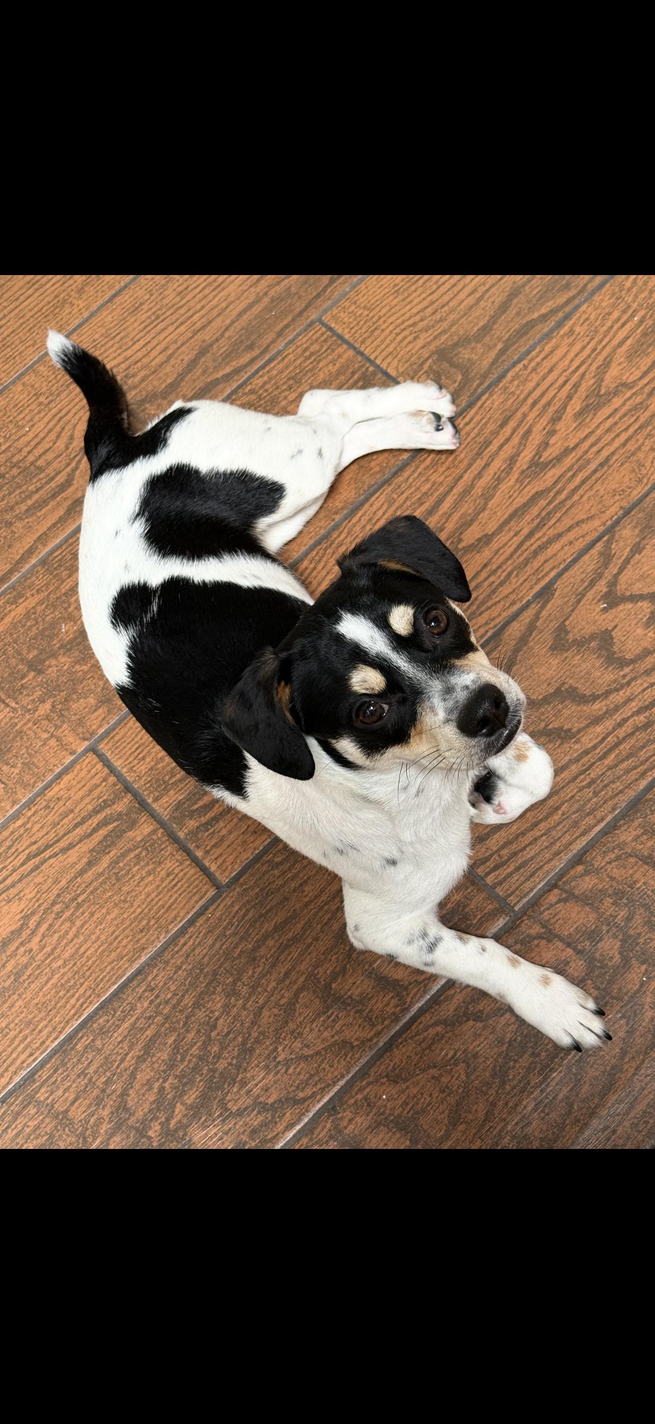 Enlarge Cee Cee - The Darling Girl , a ADOPTABLE mixed breed in Anaheim, CA image 3/6