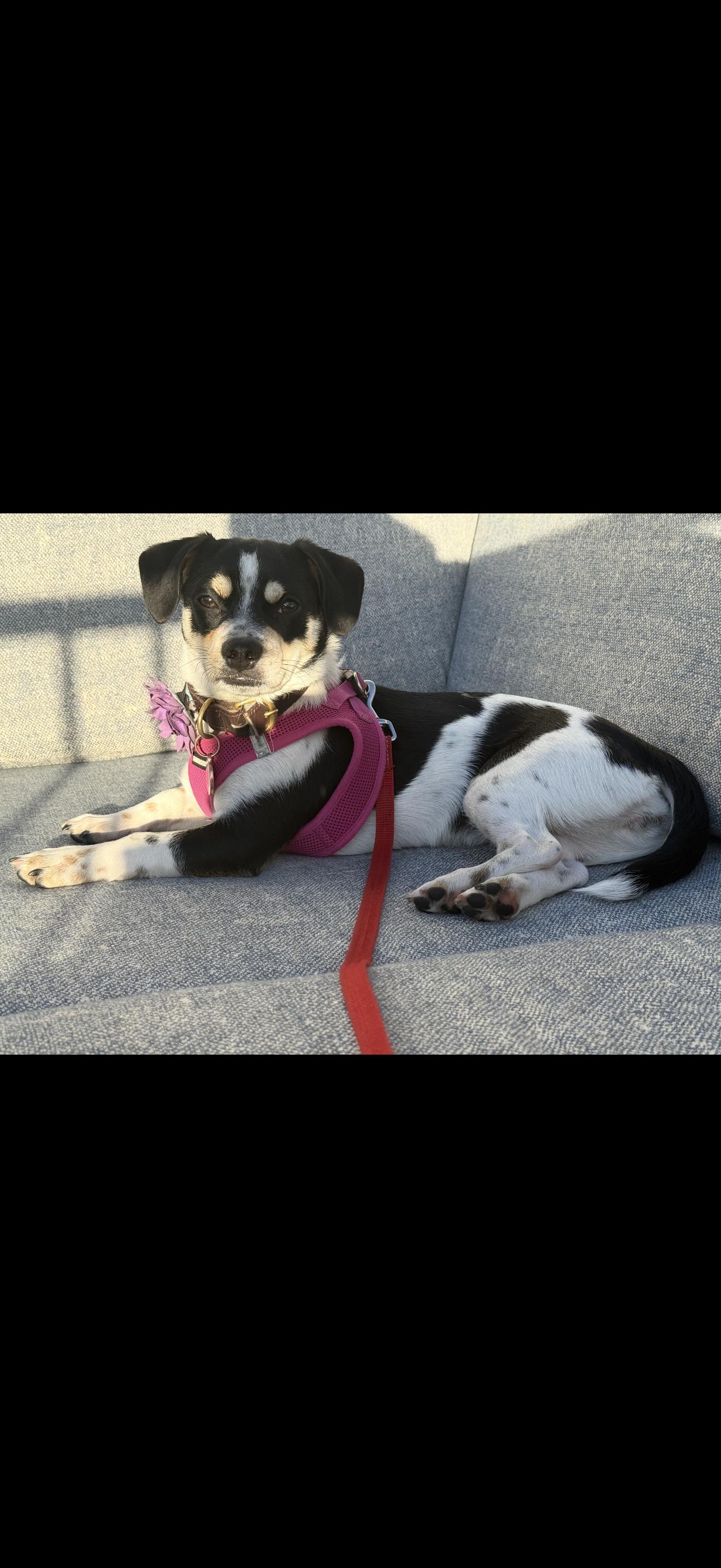 Enlarge Cee Cee - The Darling Girl , a ADOPTABLE mixed breed in Anaheim, CA image 6/6