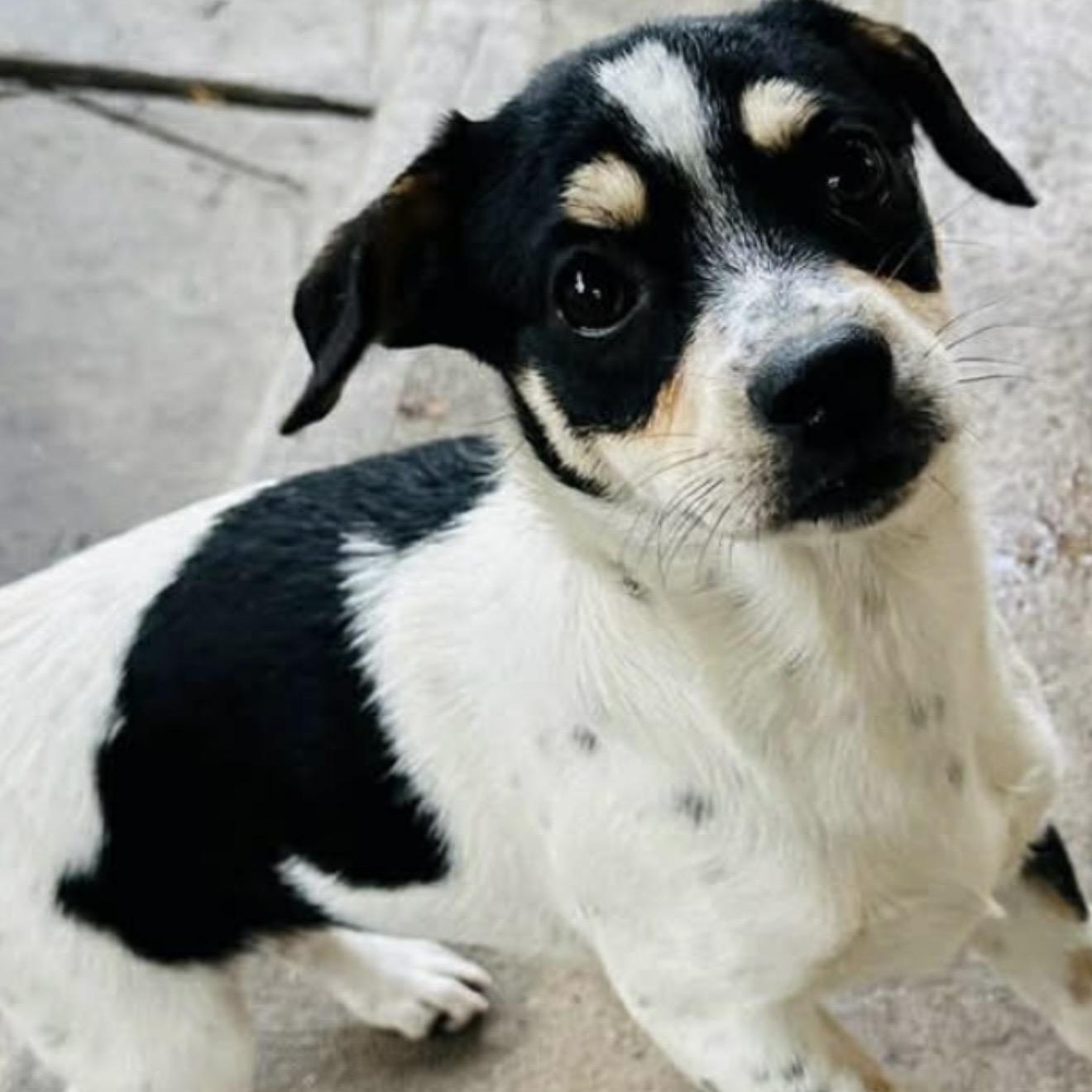 Cee Cee - The Darling Girl , Adoptable, Young Female Jack Russell Terrier & Beagle.