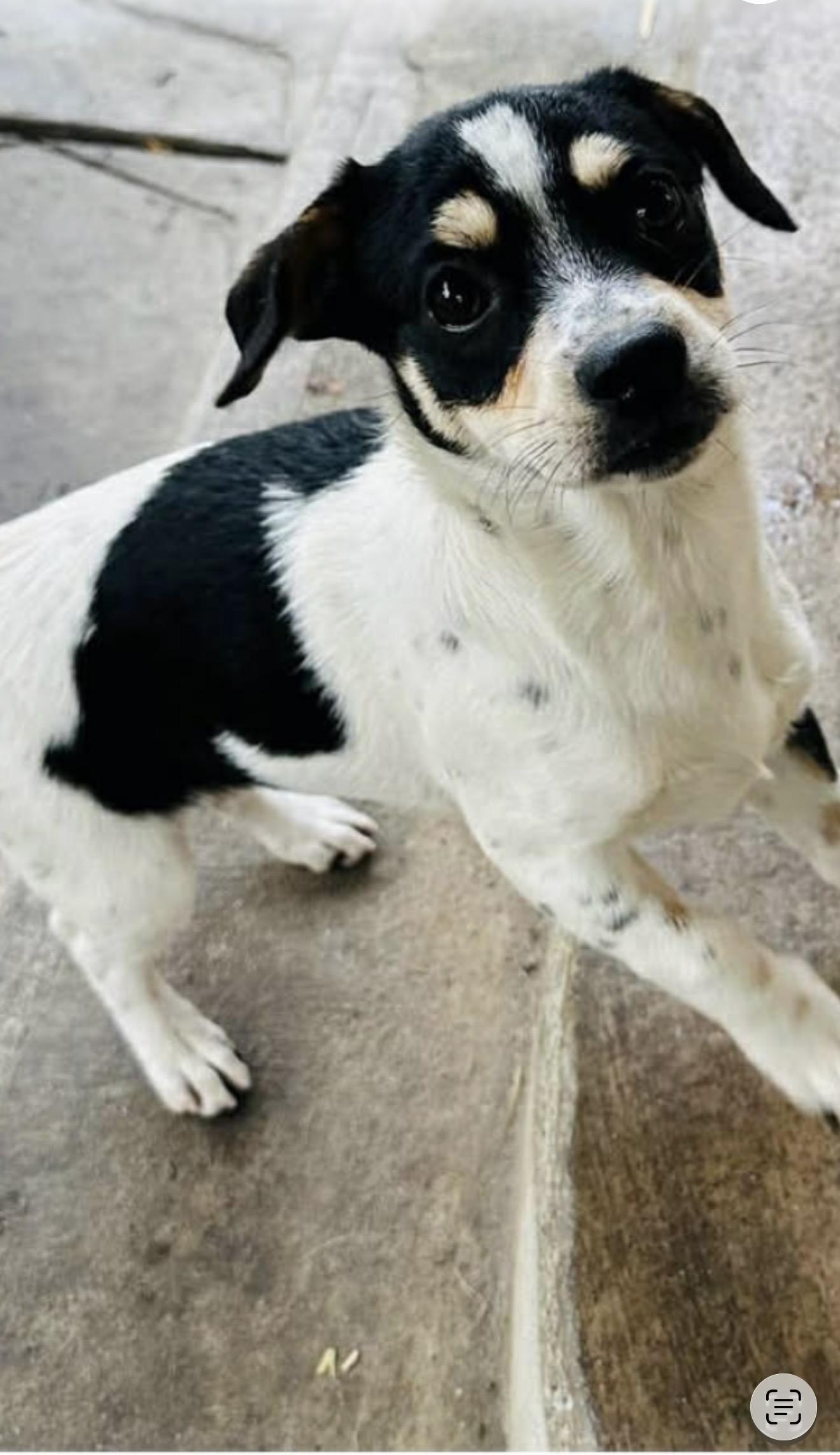 Enlarge Cee Cee - The Darling Girl , a ADOPTABLE mixed breed in Anaheim, CA image 5/6