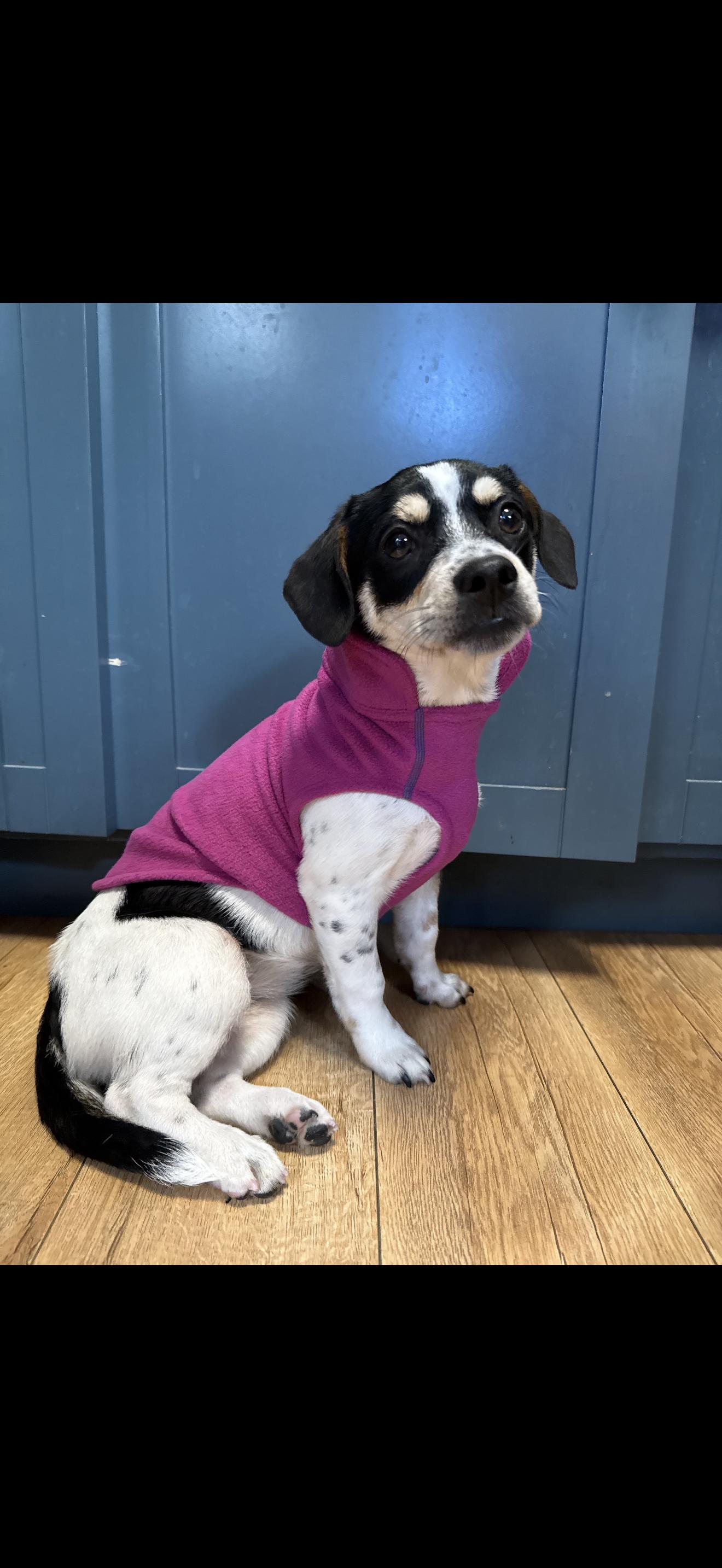 Cee Cee - The Darling Girl , ADOPTABLE, Young Female Jack Russell Terrier & Beagle.