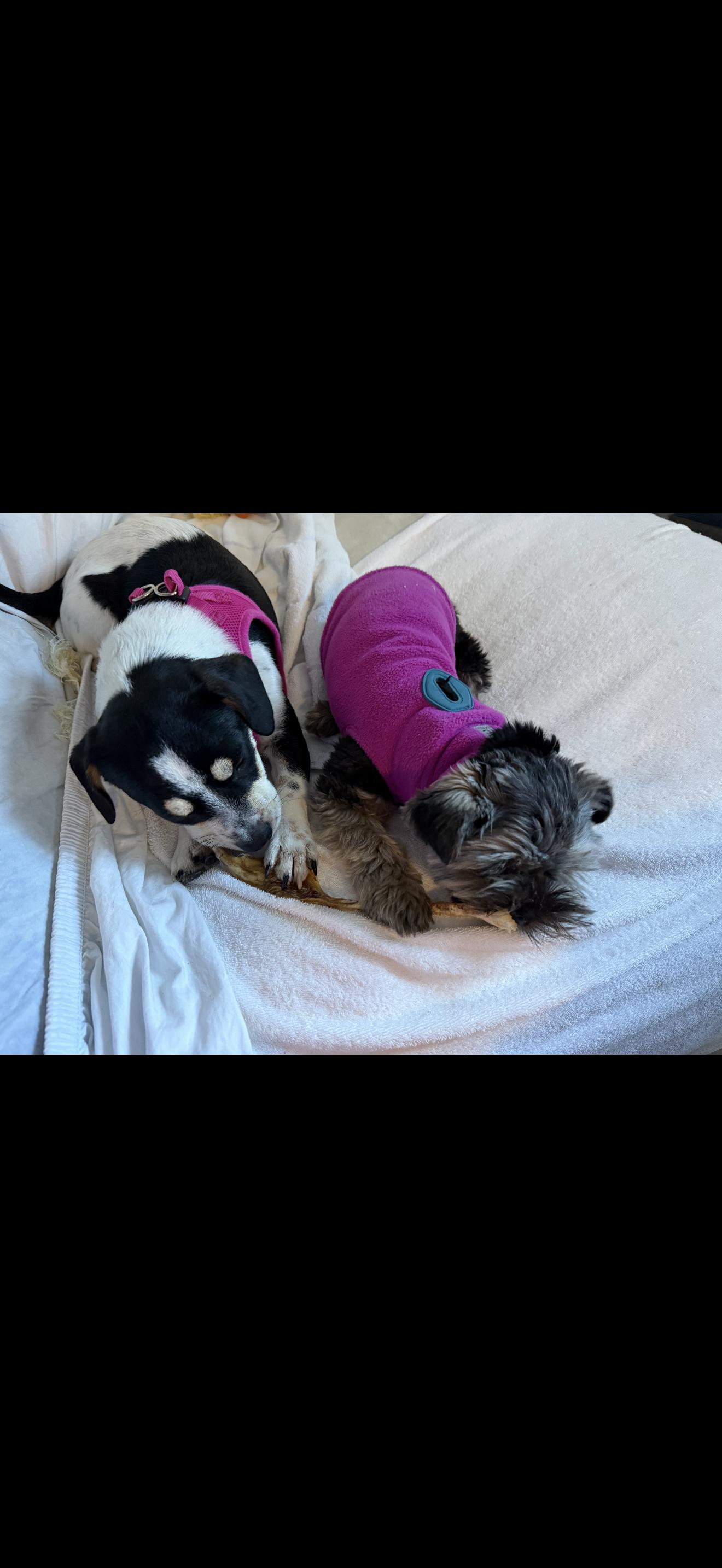 Enlarge Cee Cee - The Darling Girl , a ADOPTABLE mixed breed in Anaheim, CA image 2/2