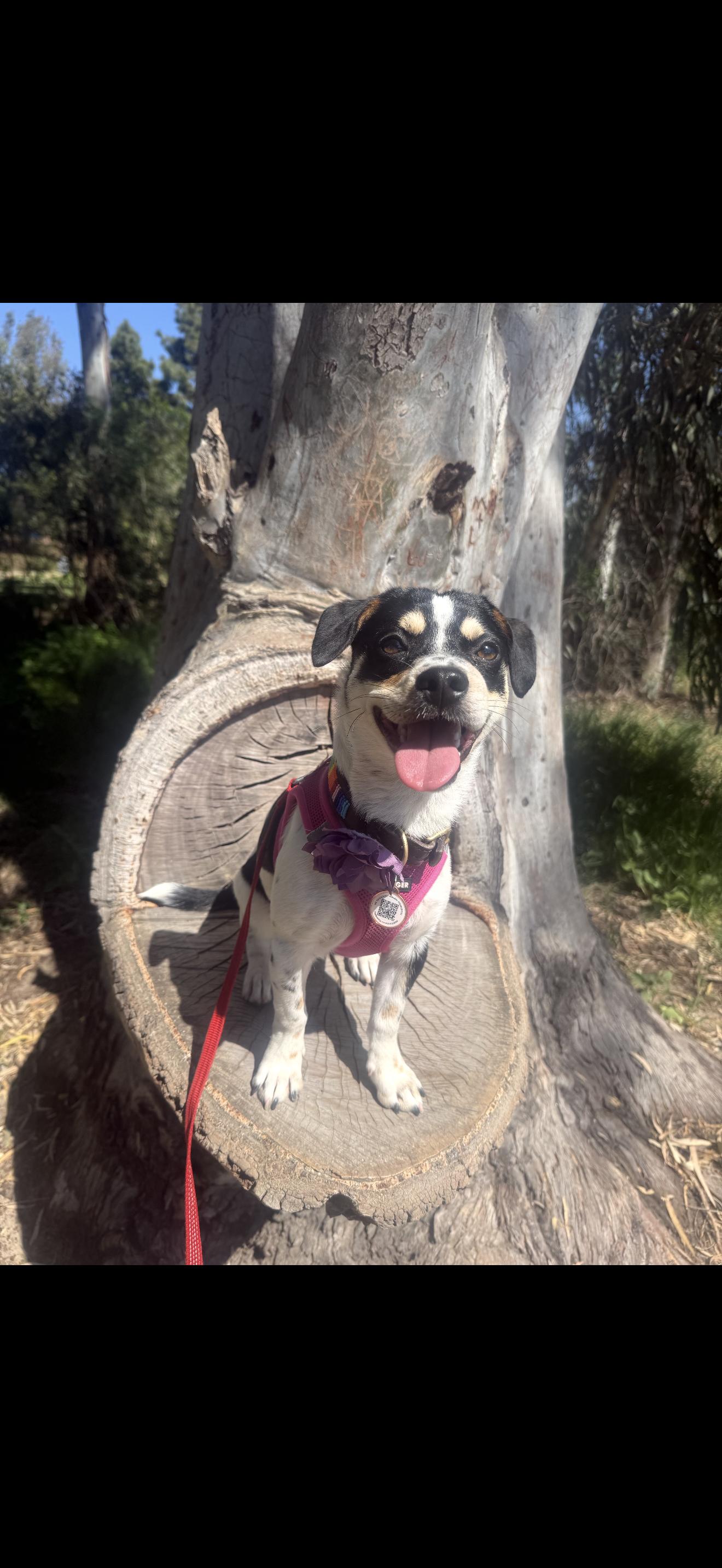 Enlarge Cee Cee - The Darling Girl , a ADOPTABLE mixed breed in Anaheim, CA image 4/6